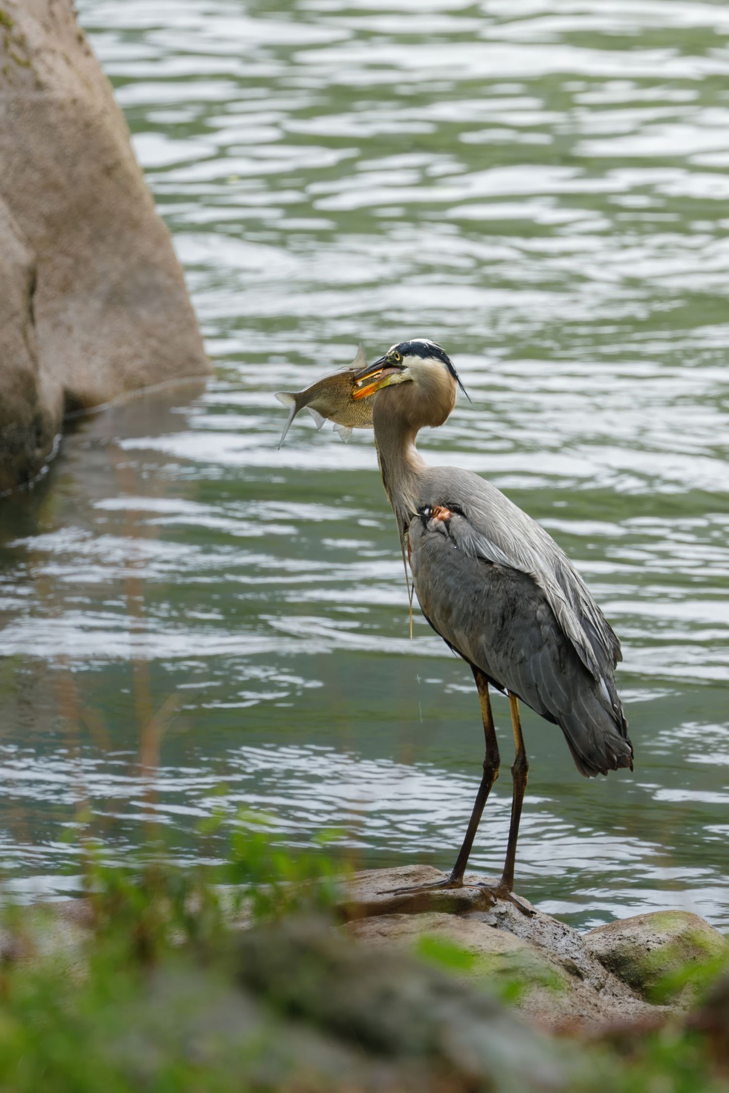 Grey heron stands at water's edge hunting for prey.