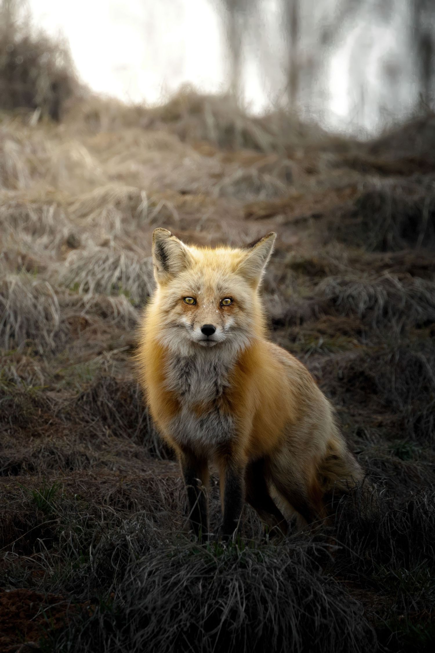 Red fox sits watchfully in brown winter grass.