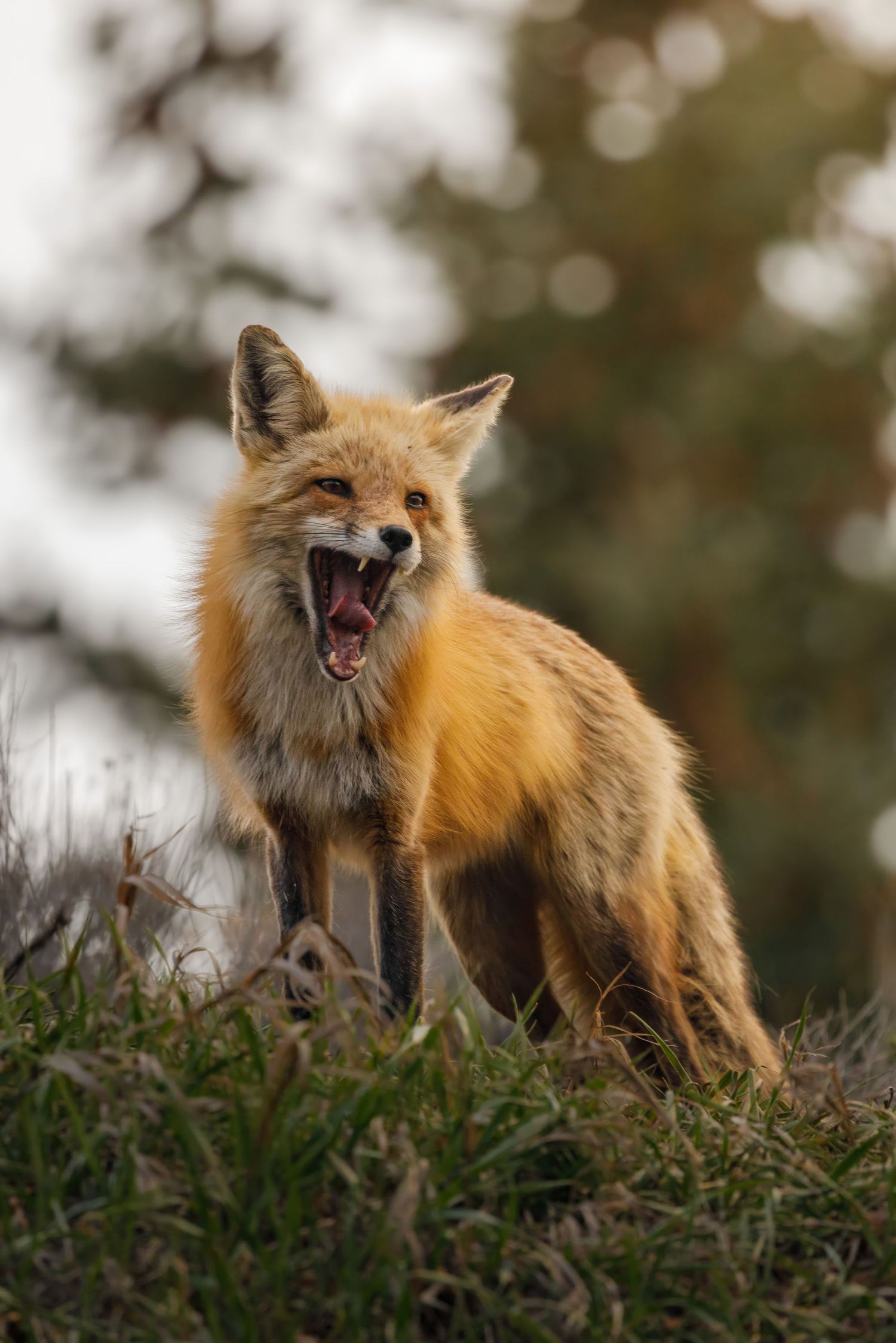 Red fox yawning while sitting in grass with bokeh background.