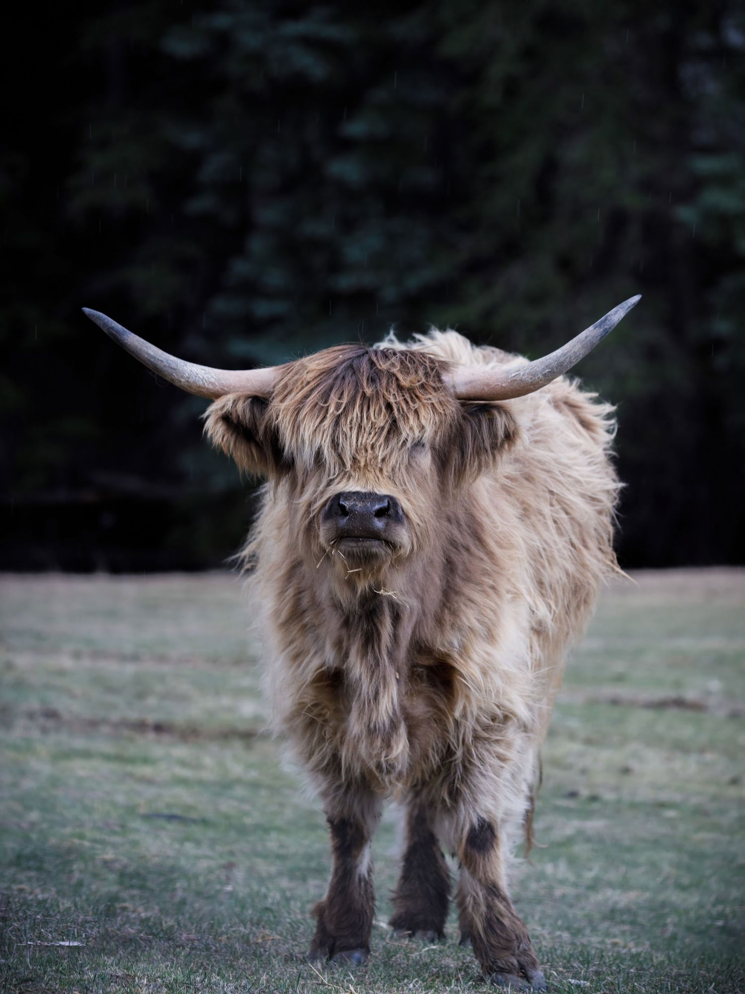 Close-up view of a Highland cow showing its characteristic long horns and thick woolly coat.