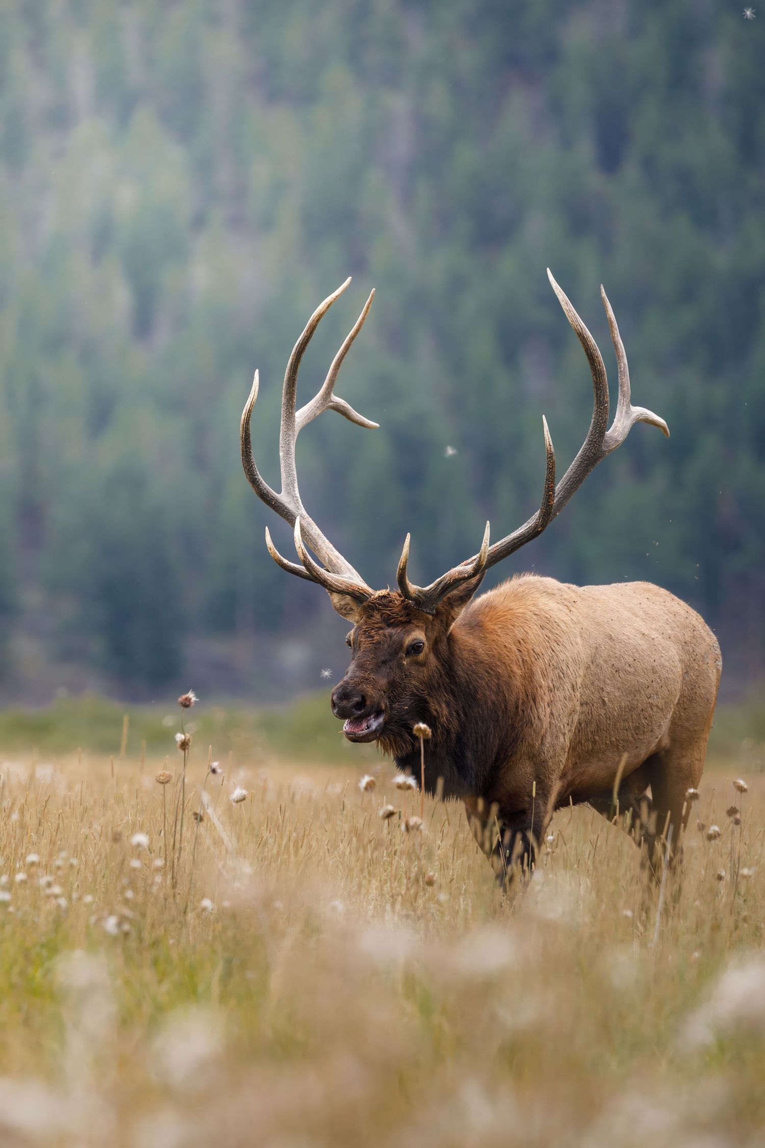 Bull elk bugling in tall grass field with mountain forest in background.