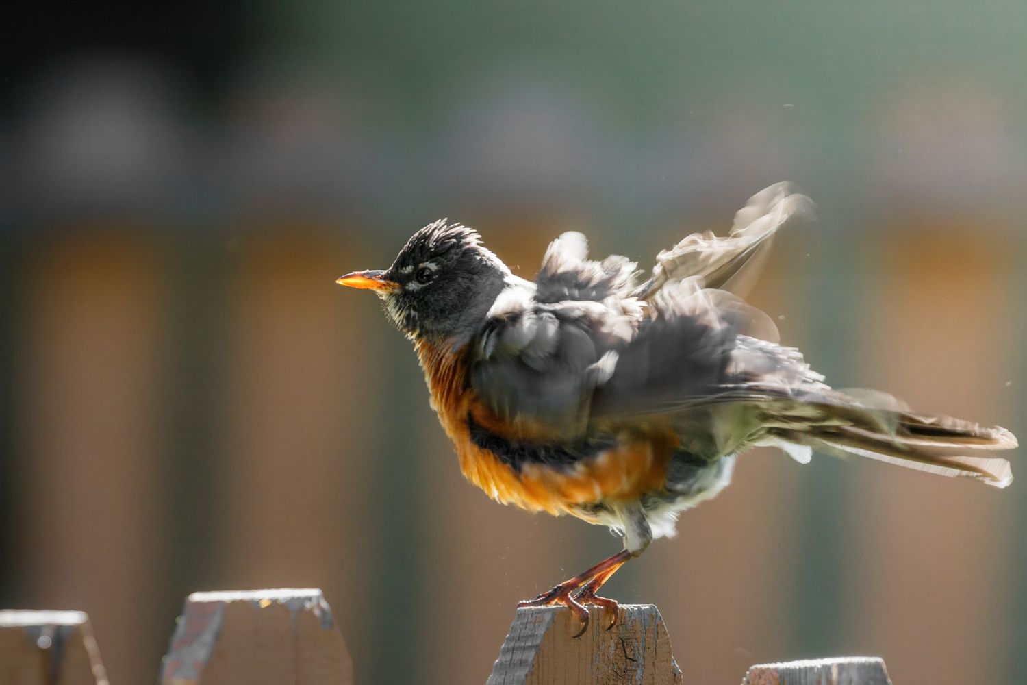 American Robin with ruffled feathers standing on wooden fence in soft light.