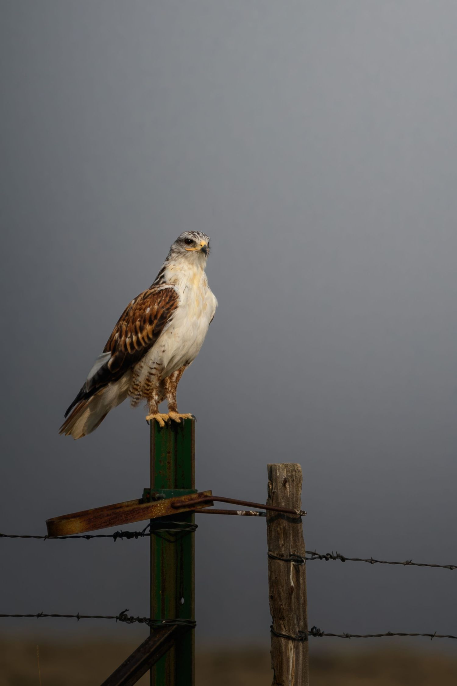 A ferruginous hawk perches on a wooden fence post in dim lighting conditions.