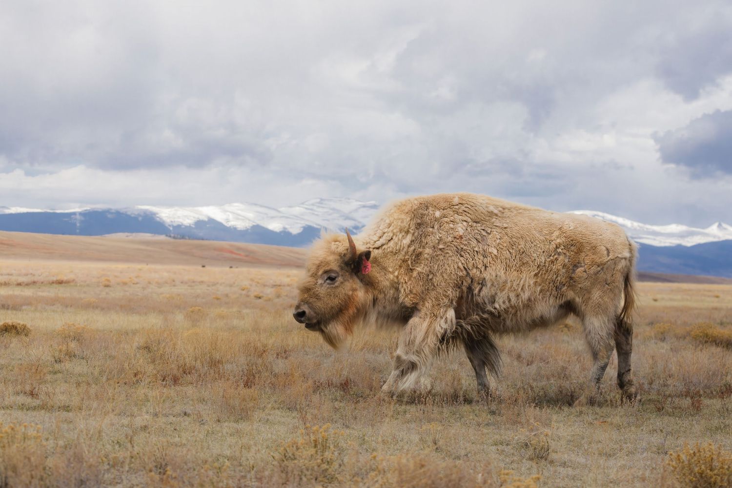 Wild hyenas walking across an open grassland with mountains in the background.