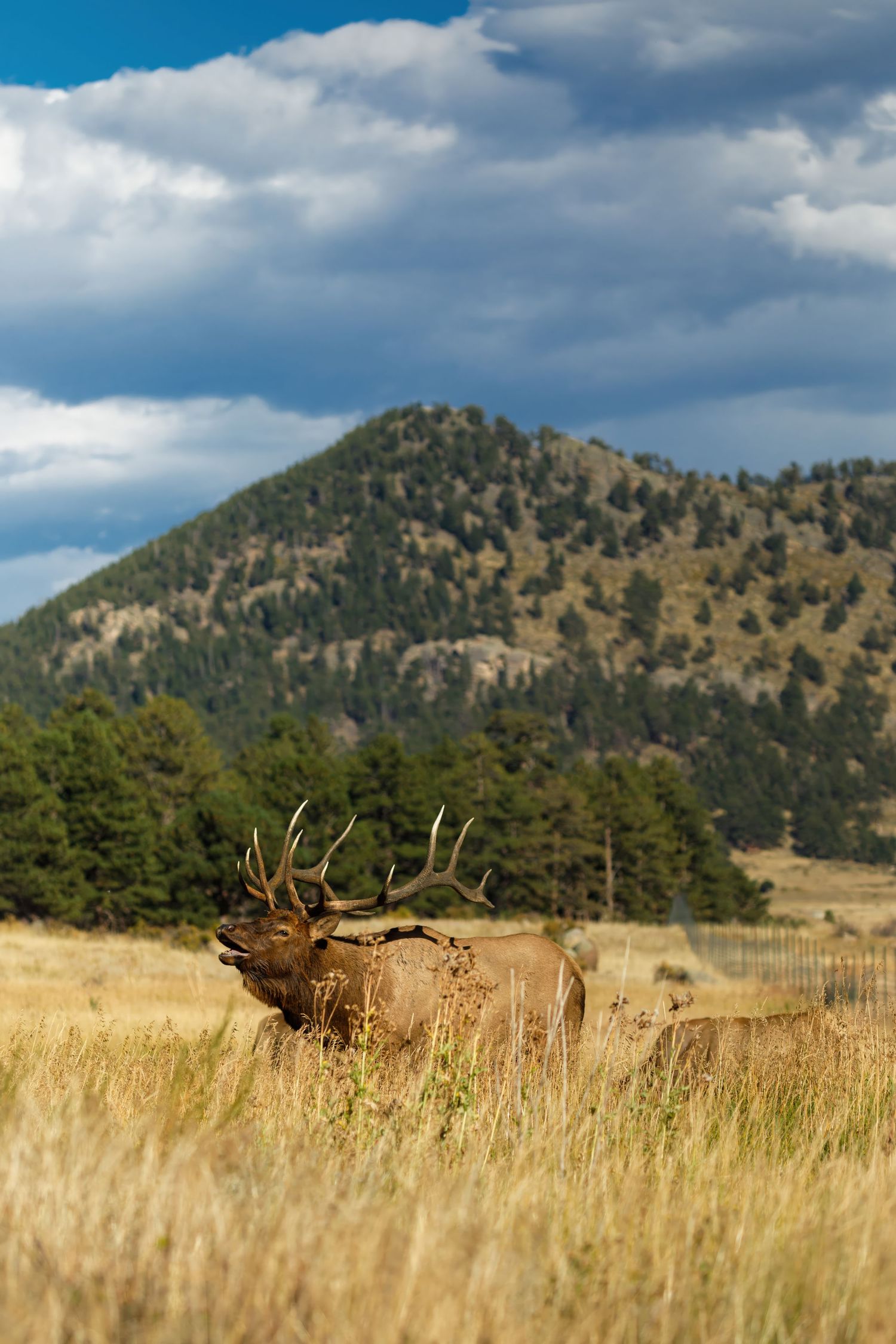 Two bull elk bugling in mountain meadow with dramatic cloudy sky backdrop.