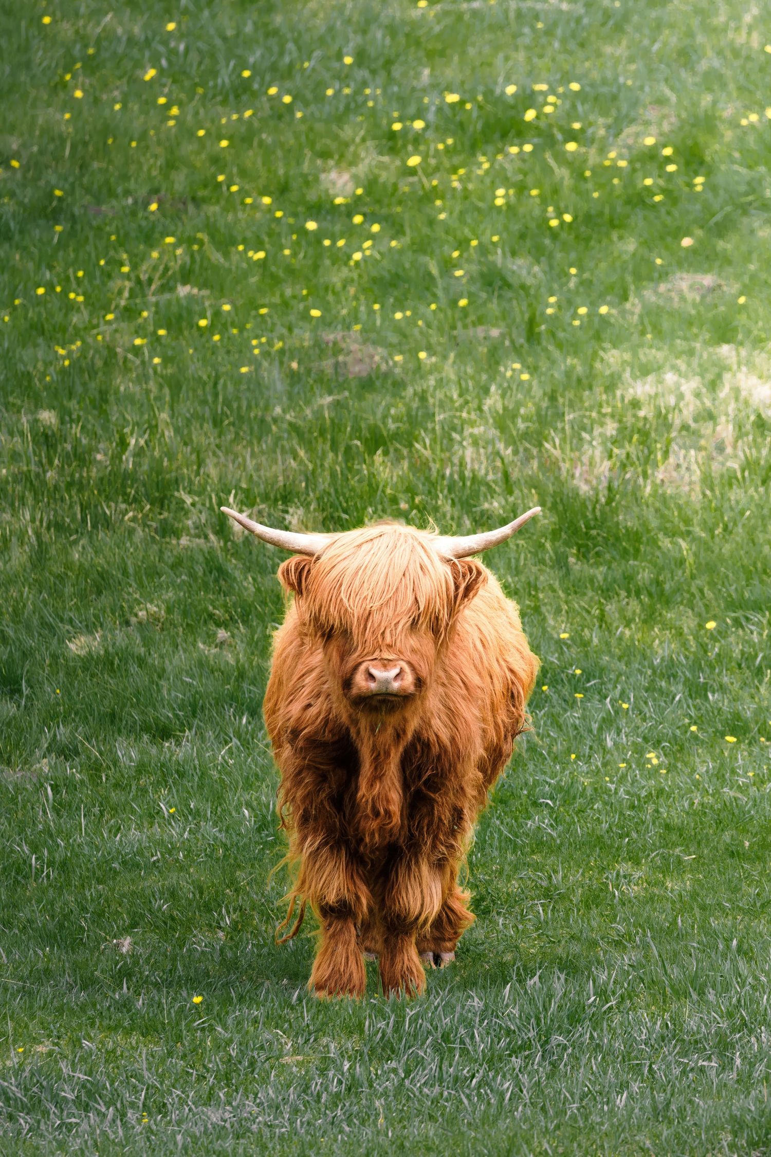 Highland cow with long shaggy reddish-brown fur grazing in a grassy field.