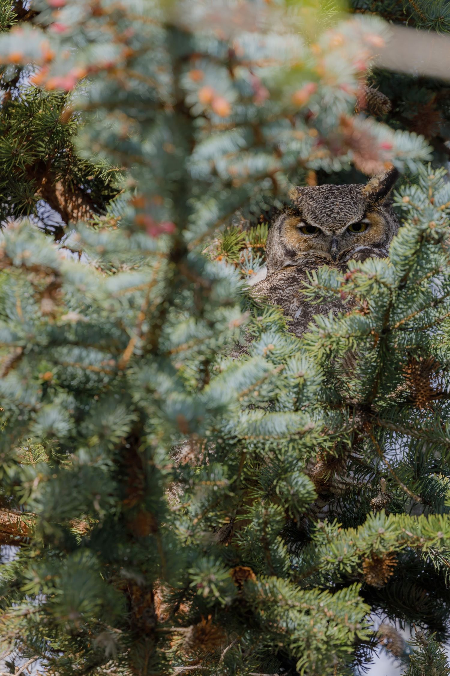 Great horned owl peering through dense evergreen needles.