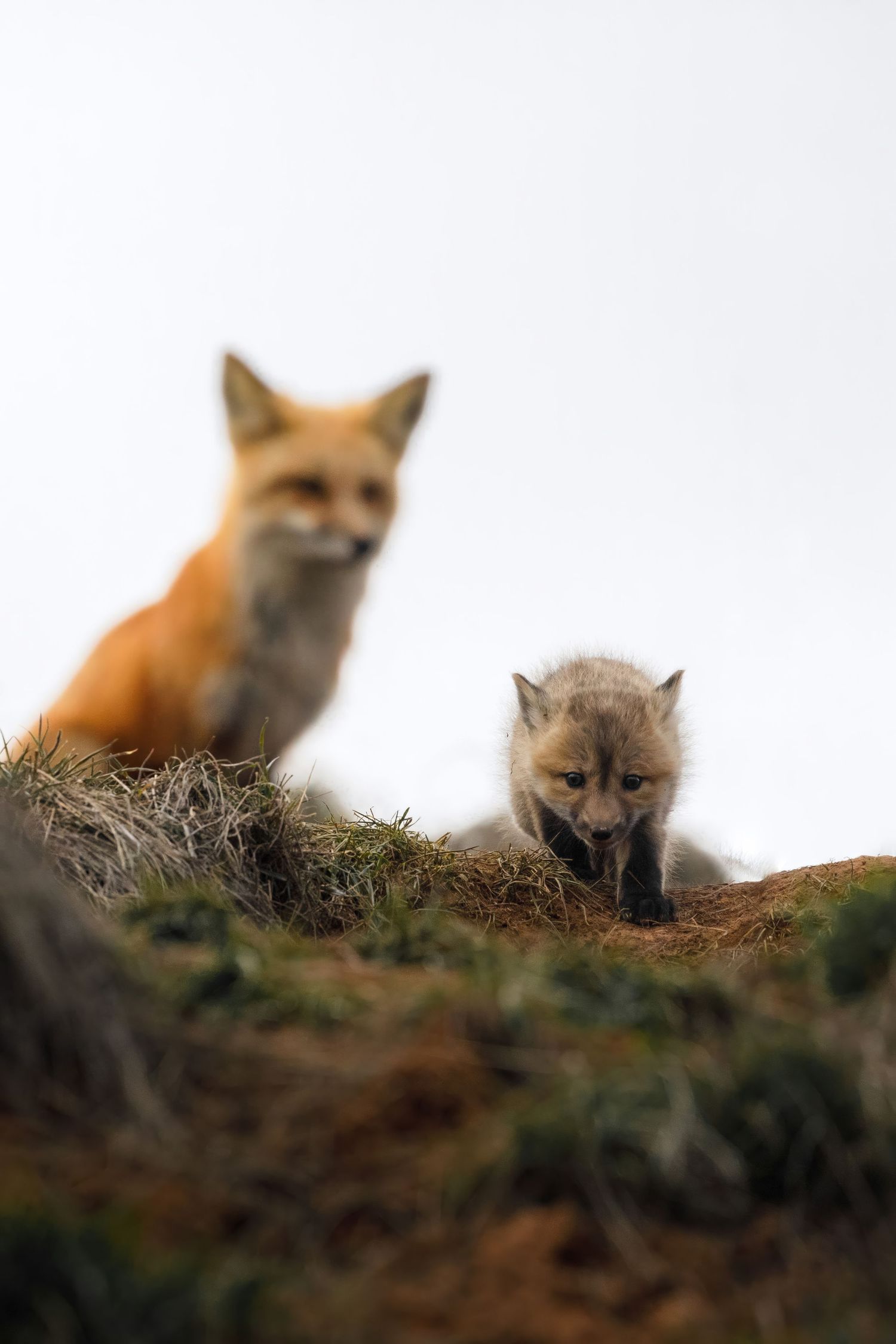 Adult fox and kit watching from their den on a hillside.