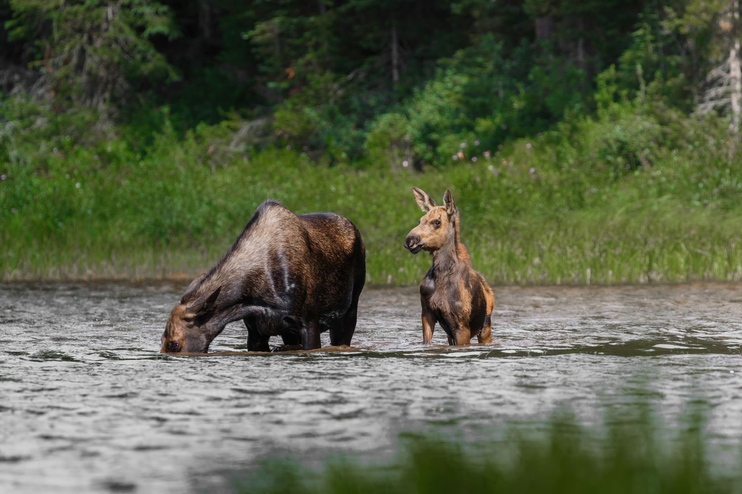 Moose pair wading in lake water with evergreen forest along the bank.
