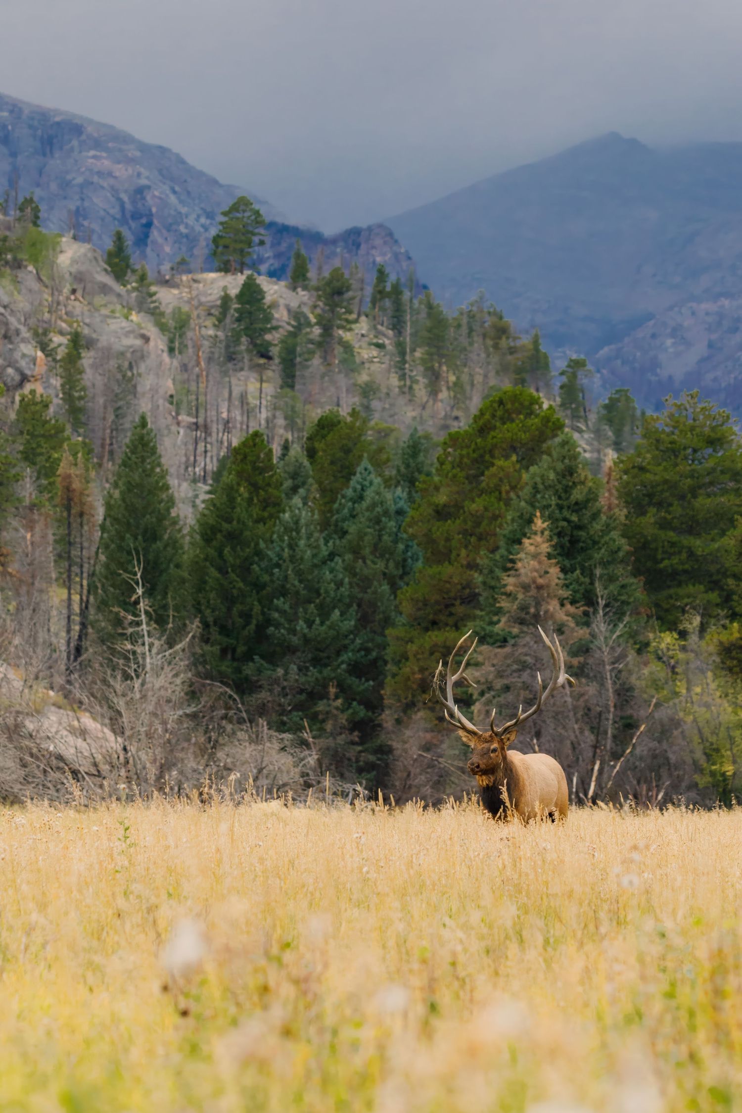 Lone bull elk standing in tall grass meadow with mountain forest backdrop.