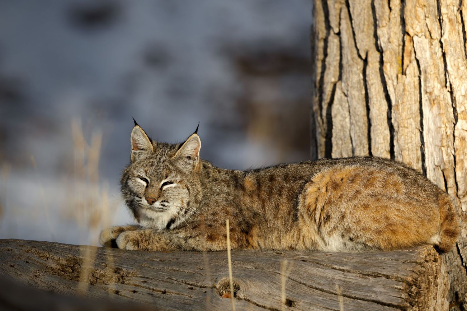Bobcat resting near tree trunk in winter landscape.