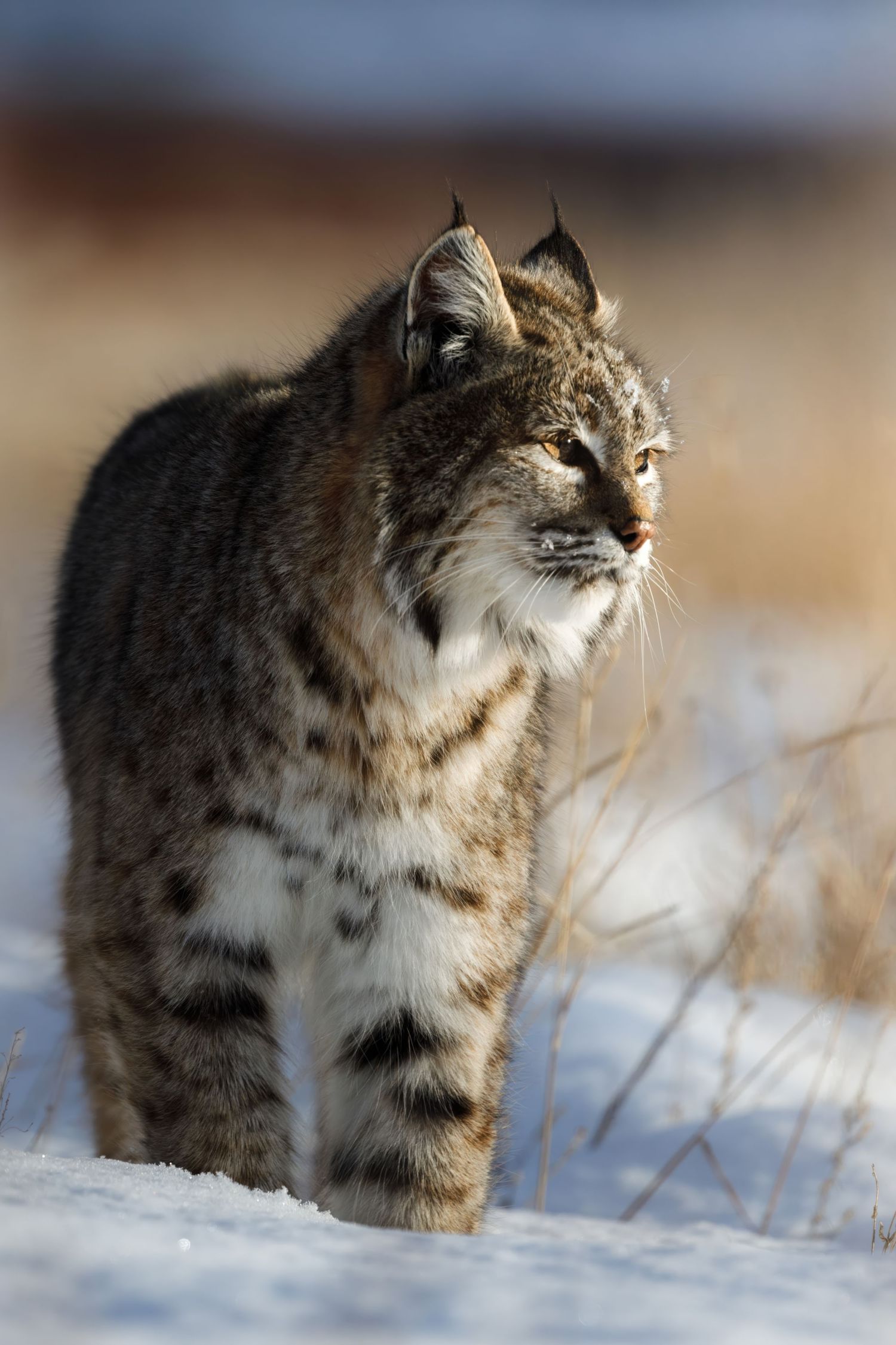 Alert bobcat navigating through snow-covered ground with dried vegetation.