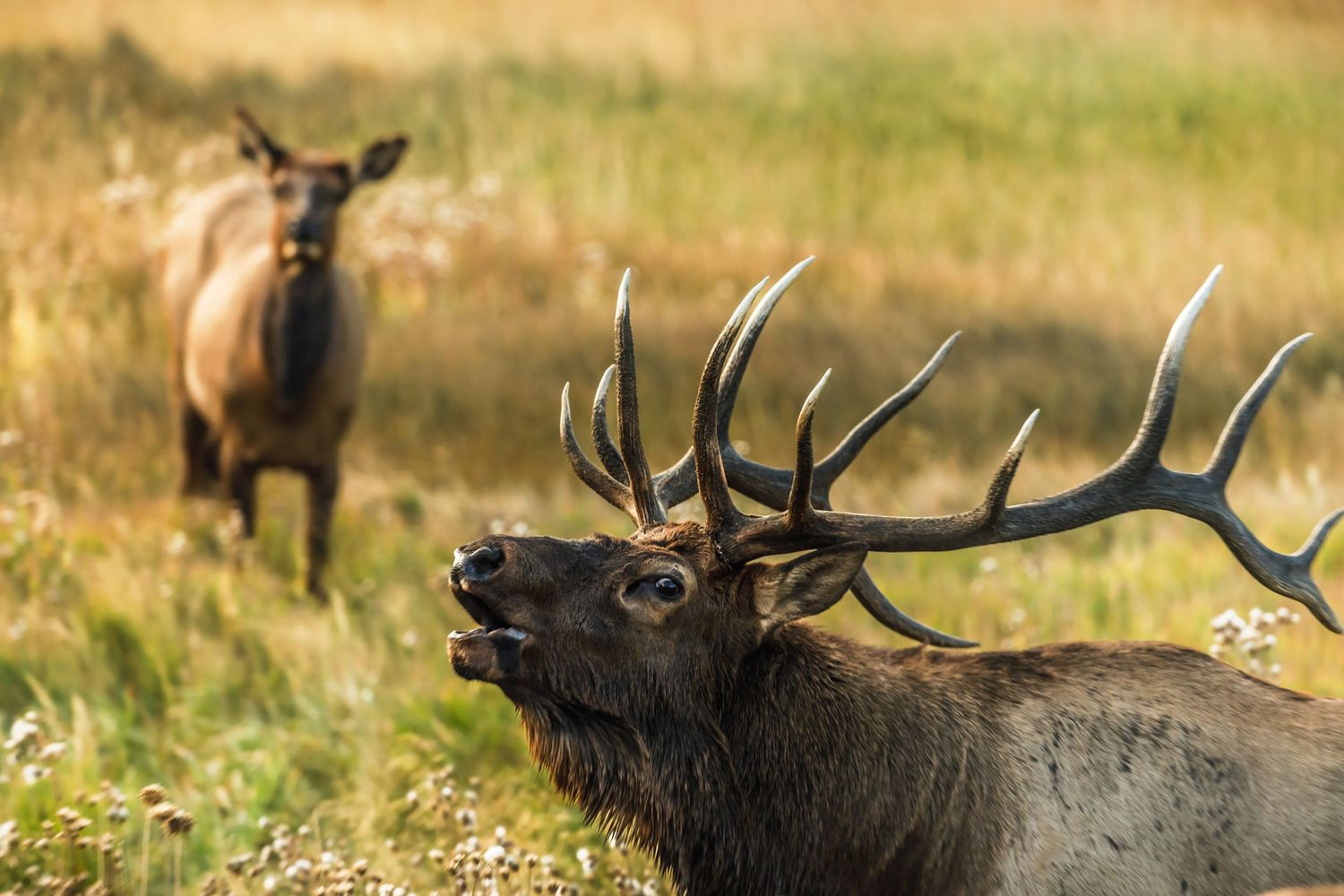 Majestic bull elk with large antlers grazing in a golden meadow during autumn.