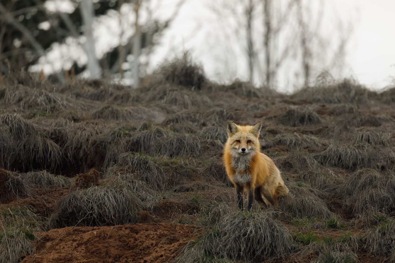 Red fox stands alert on a snowy hillside in winter.