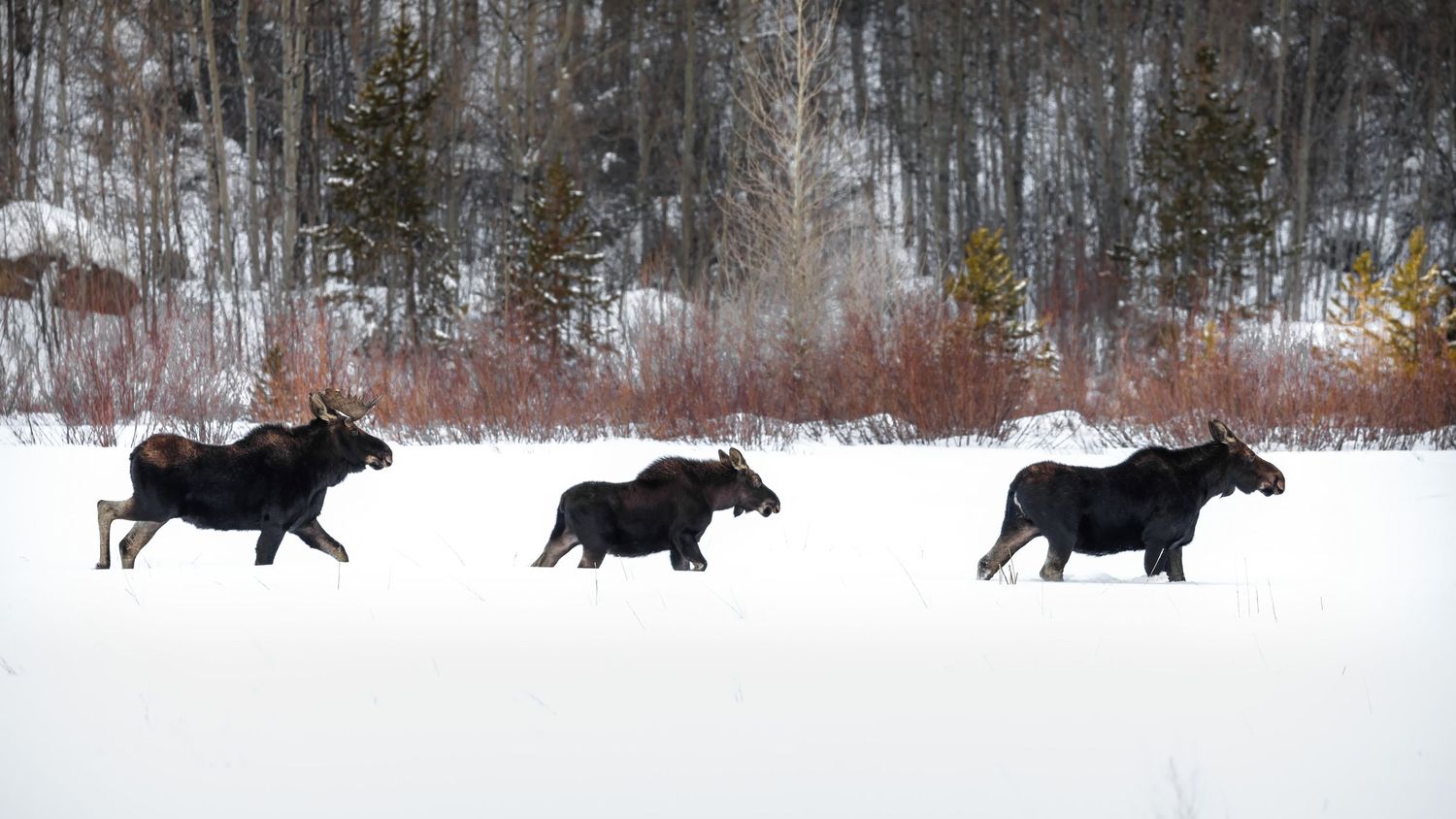Moose herd traversing through deep snow in winter forest.