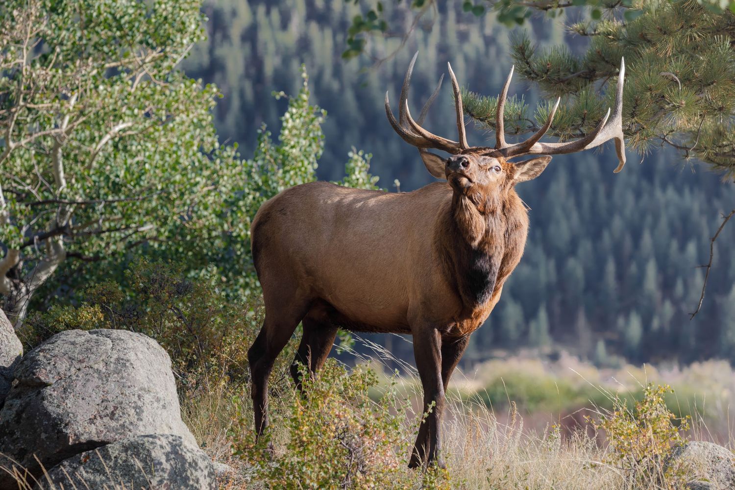 A bull elk with massive antlers stands proudly on rocky terrain with mountains in the background.