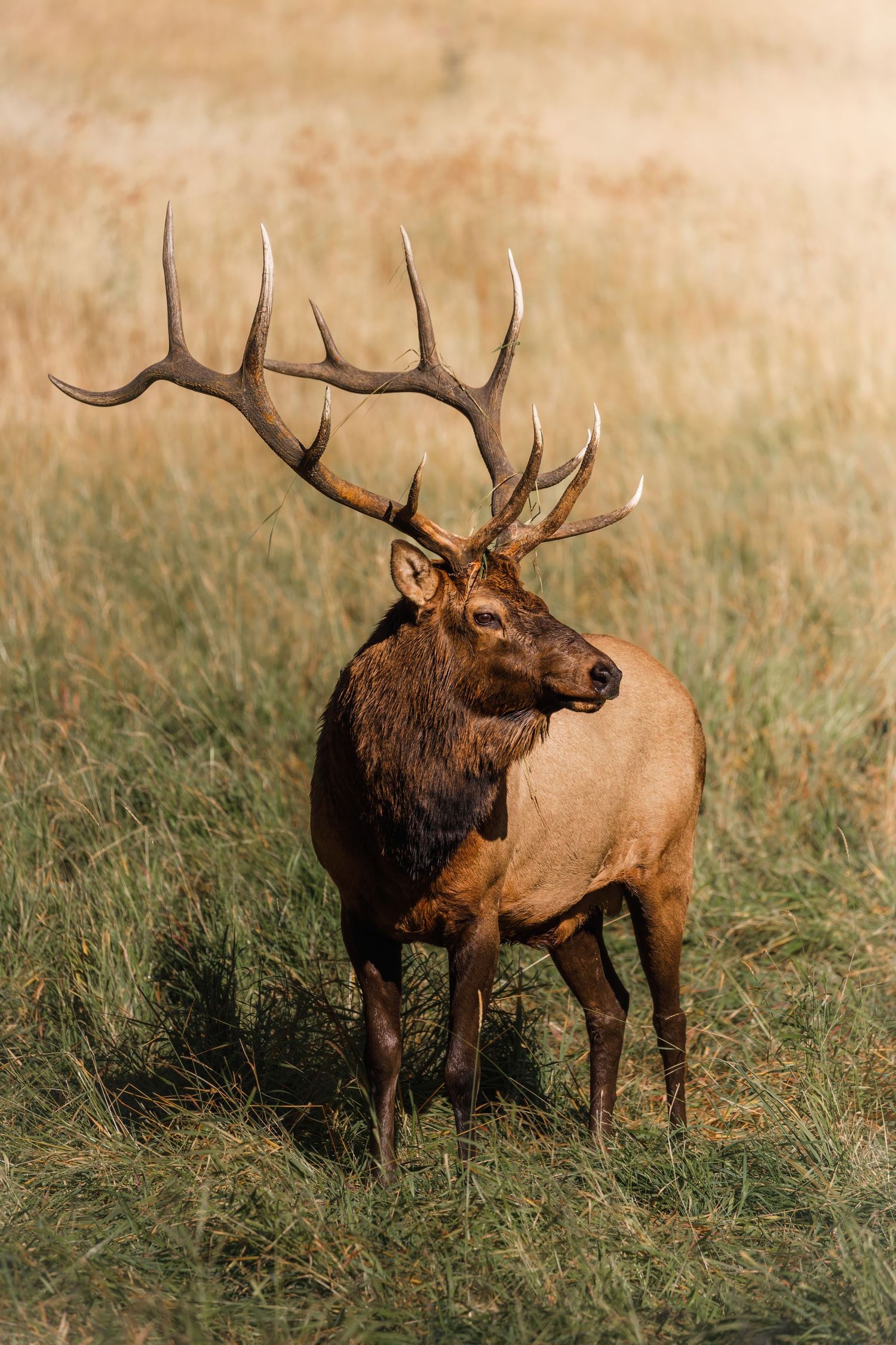 Powerful bull elk standing alert in tall grass during rutting season.