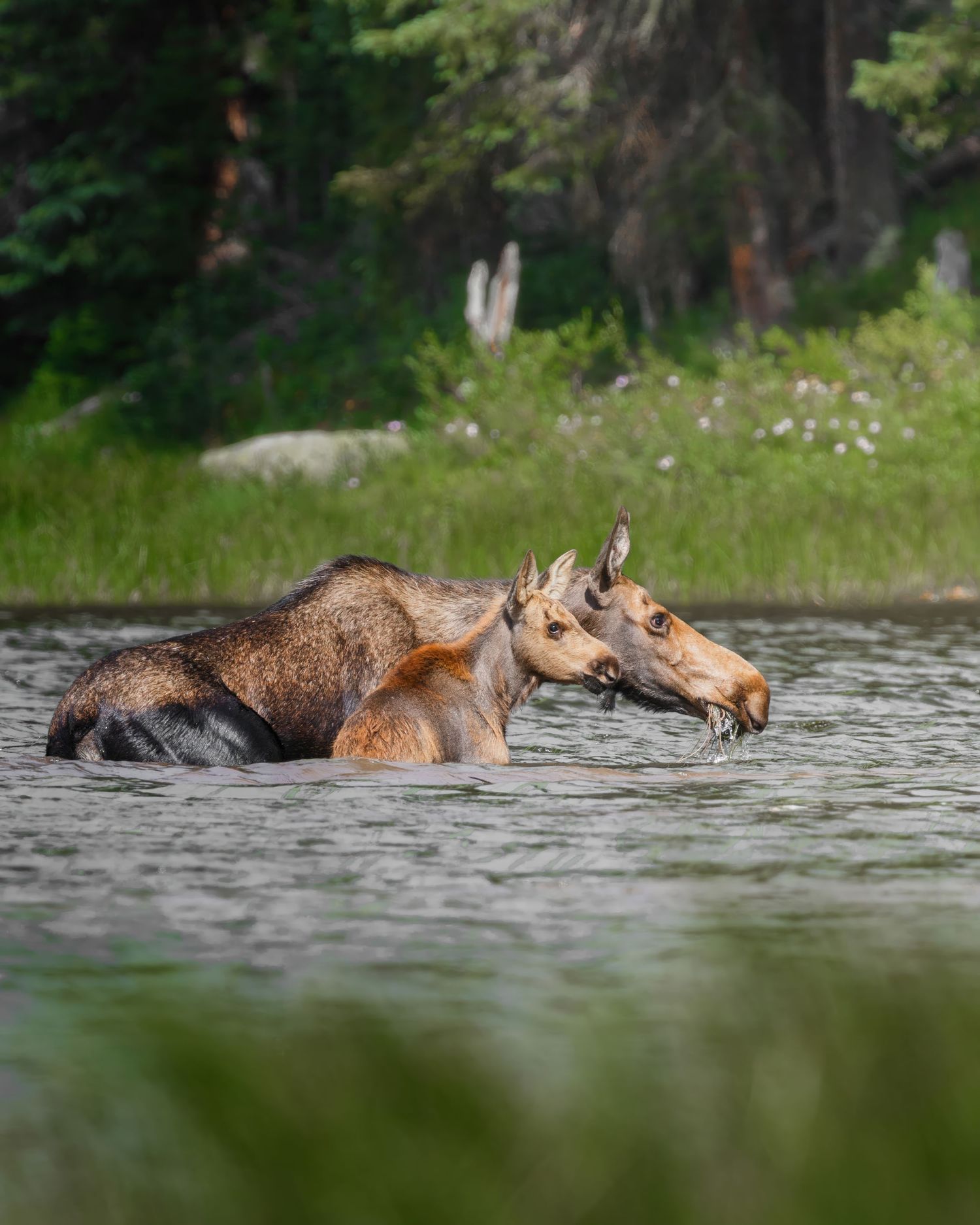 Multiple moose traversing through lake water with green forest landscape.