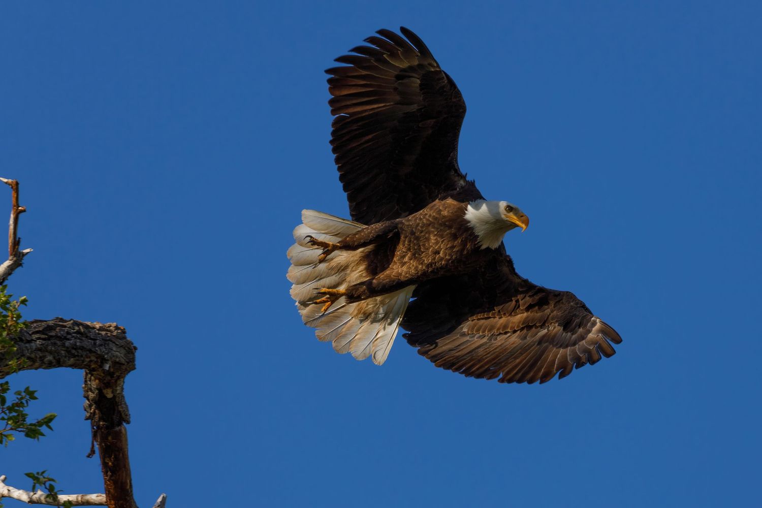 A majestic hawk soars through a bright blue sky with wings fully extended.