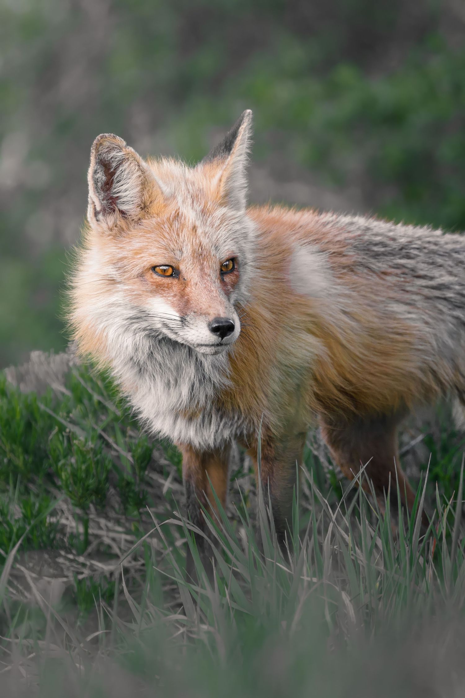Close-up of red fox with fluffy fur standing in natural grassland setting.