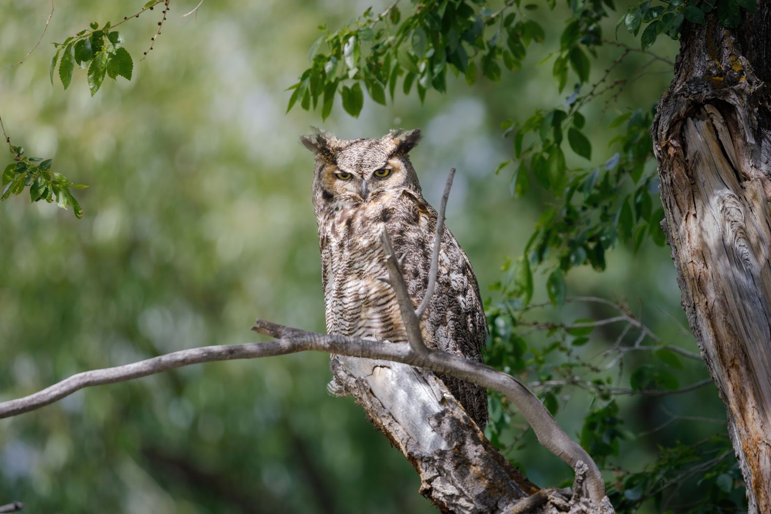 Great horned owl perched in leafy tree during daytime.