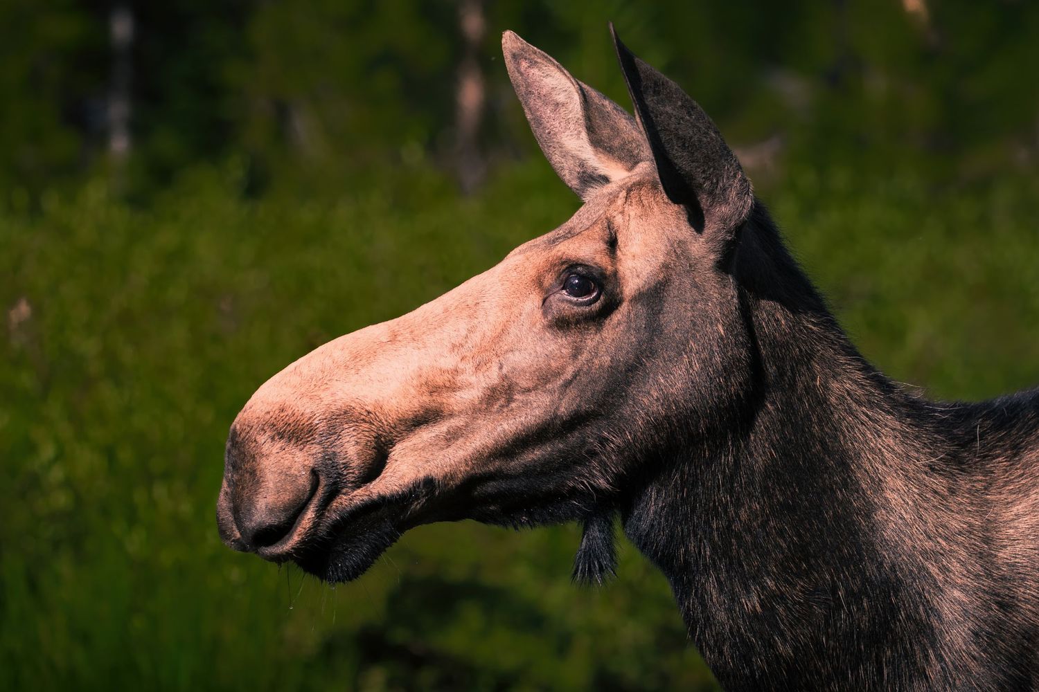 Close-up side view of a moose's head showing its characteristic features.