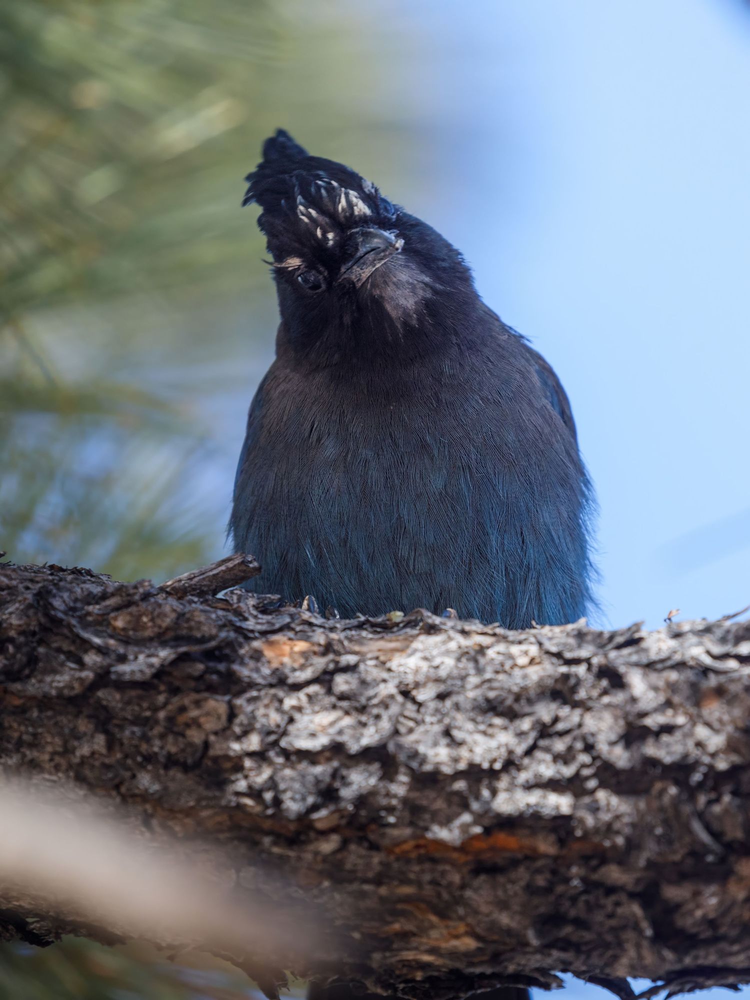 Close-up of a dark crested bird resting on a textured tree branch.
