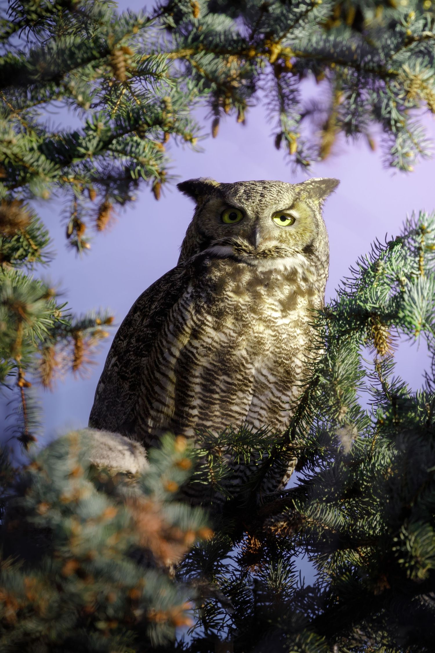 Great horned owl perched alertly in a pine tree against purple twilight sky.