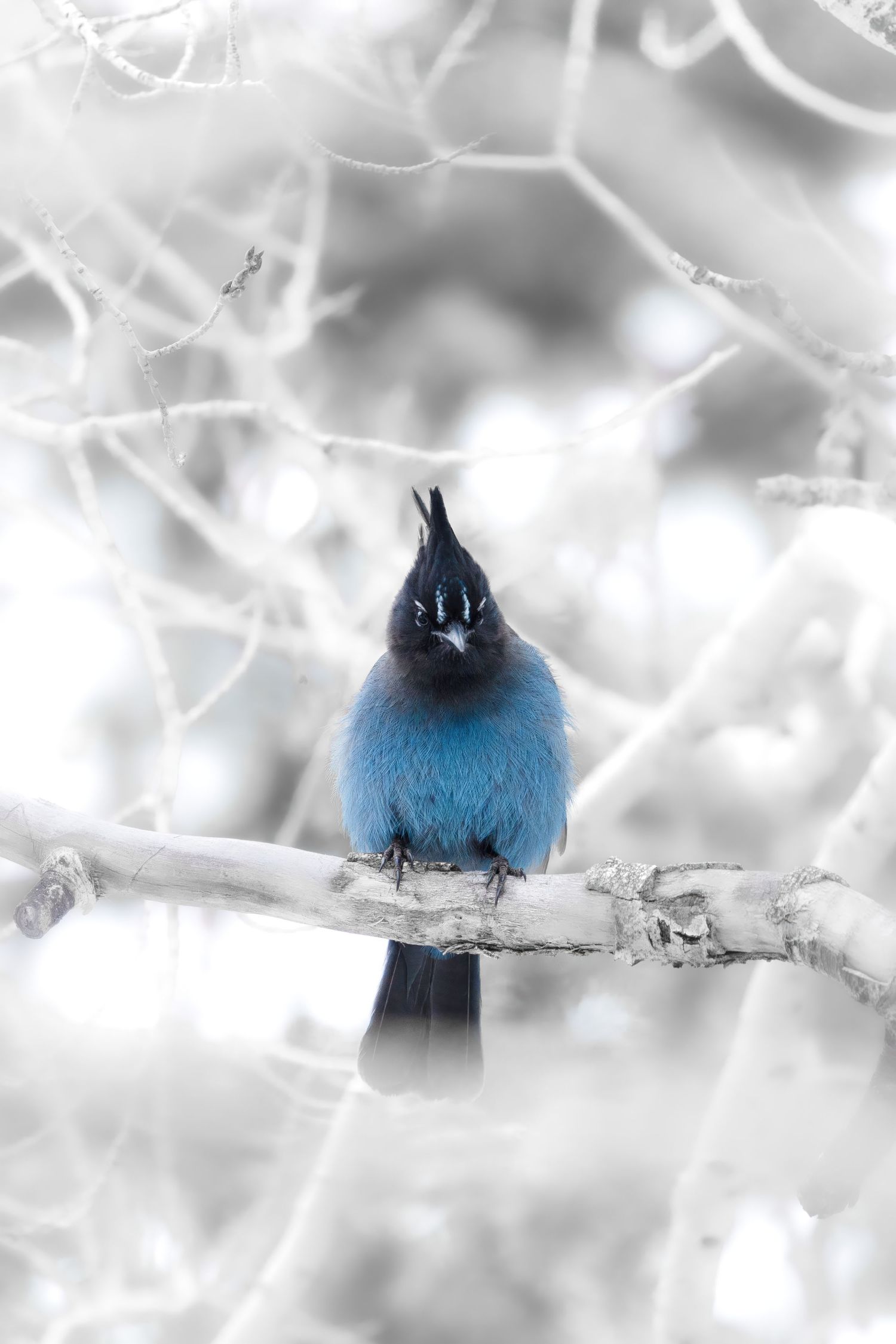 Bright blue Steller's Jay bird resting on a frost-covered branch in winter.