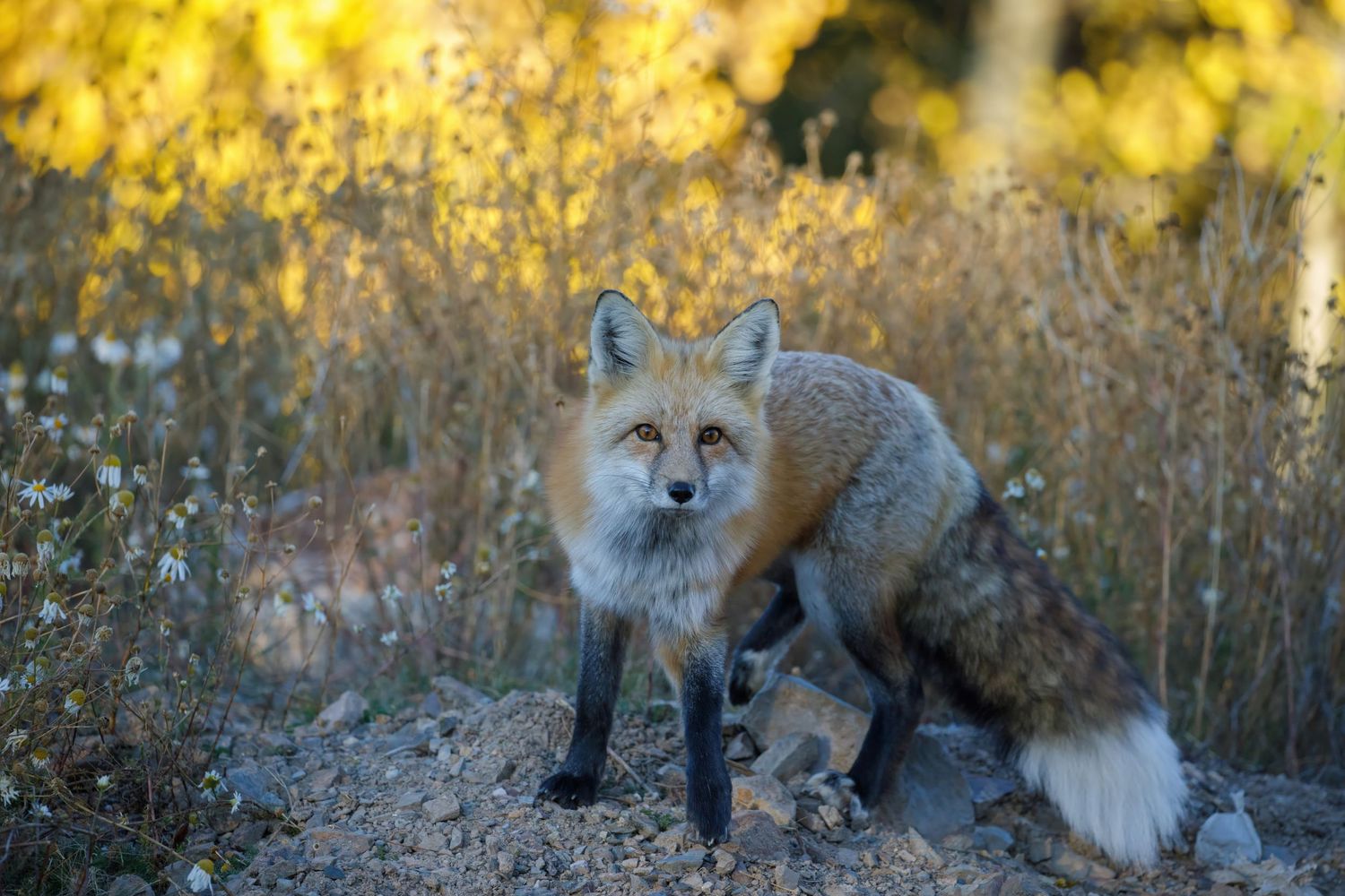 Red foxes move through tall grass with snow-capped mountains in background.