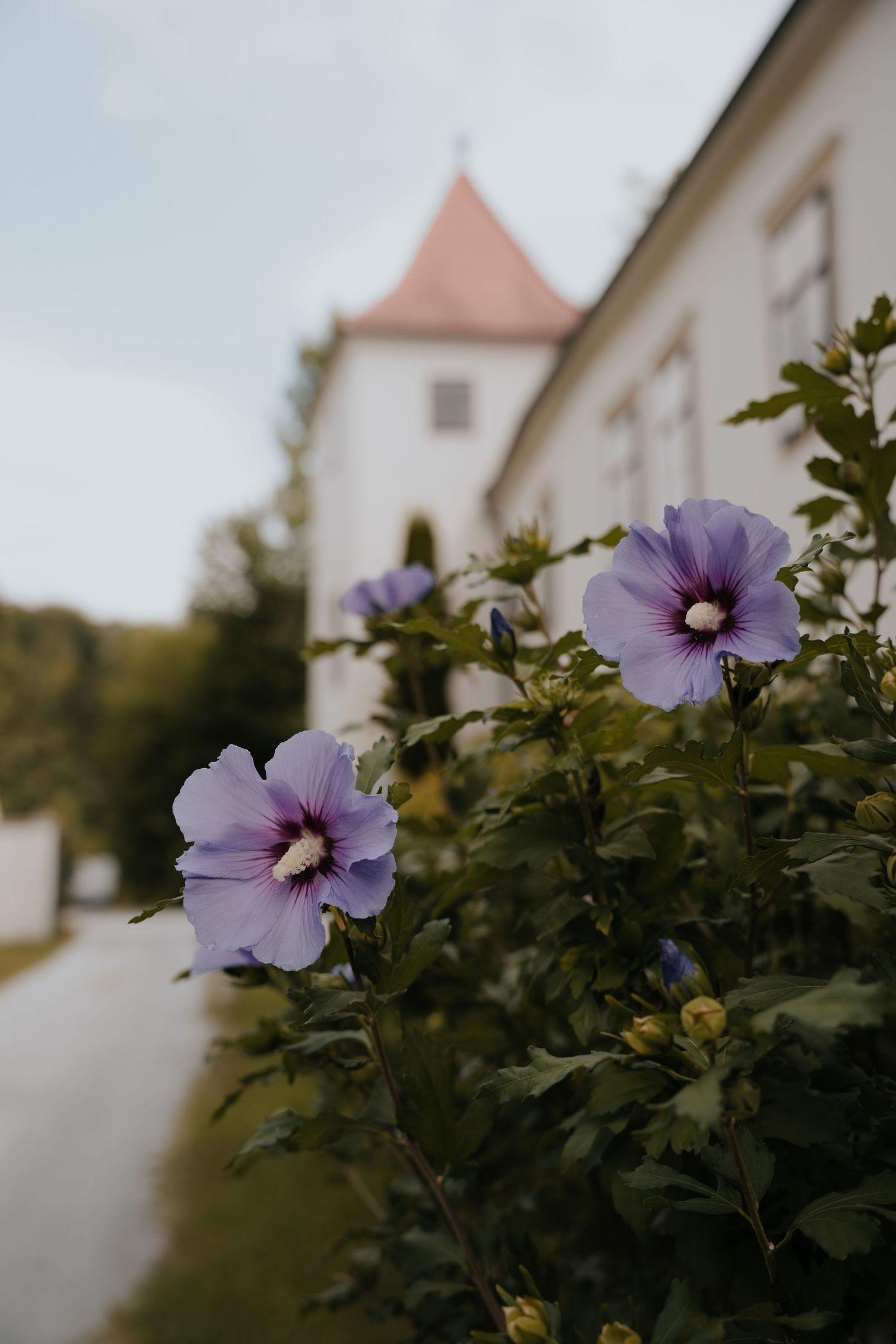 Purple hibiscus flowers bloom in foreground with a white church tower and red roof visible in the soft background.