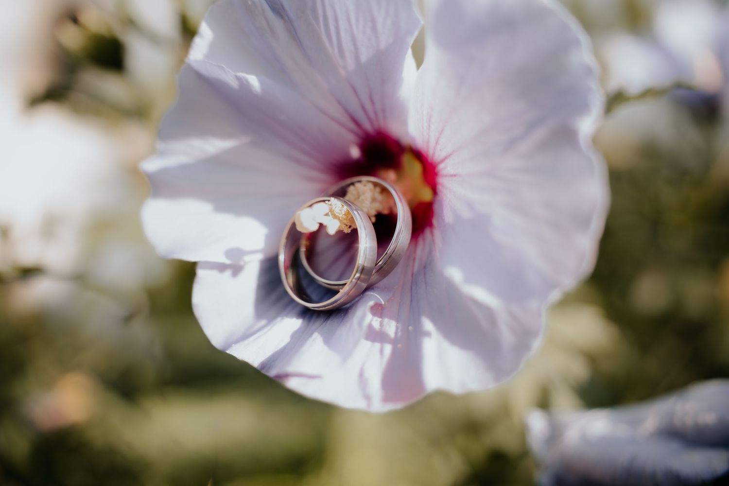 Two gold wedding rings resting inside a white and red hibiscus flower in soft natural light.