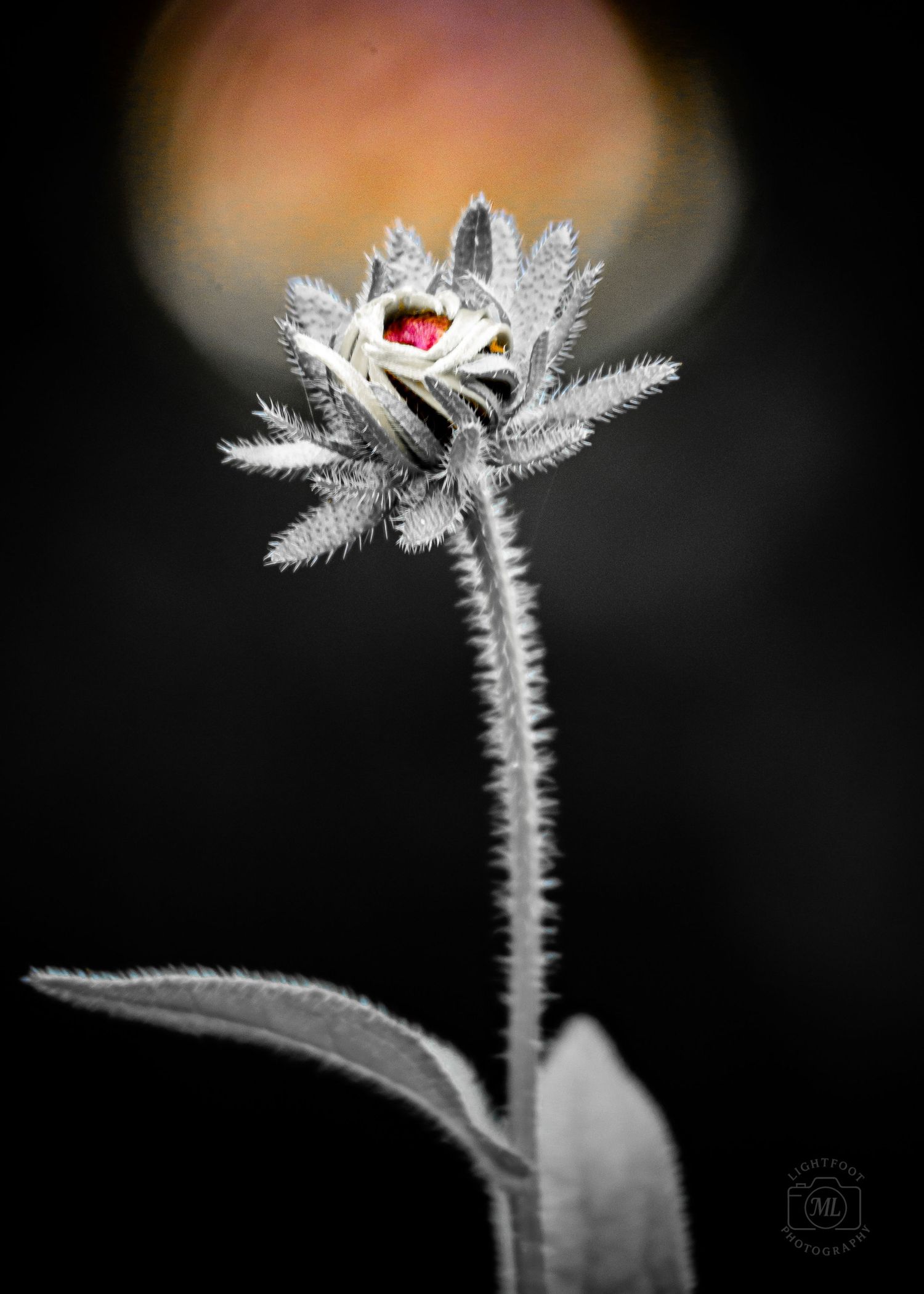 Crimson Awakening