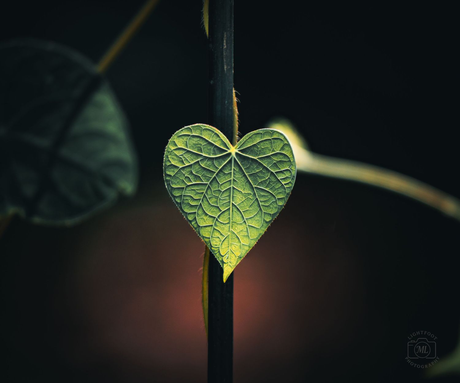 Heart of the Wild
