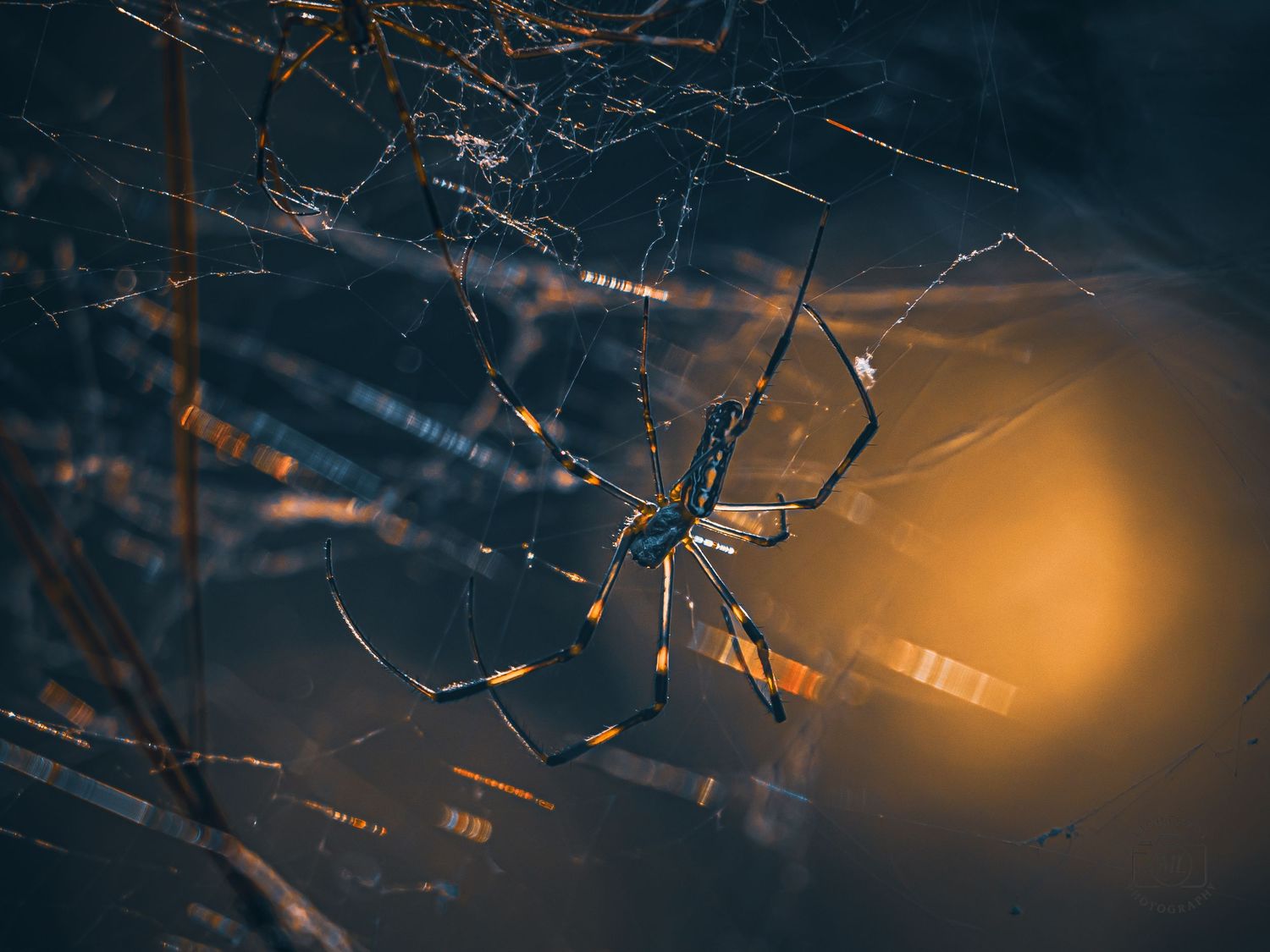 Twilight's Weaver