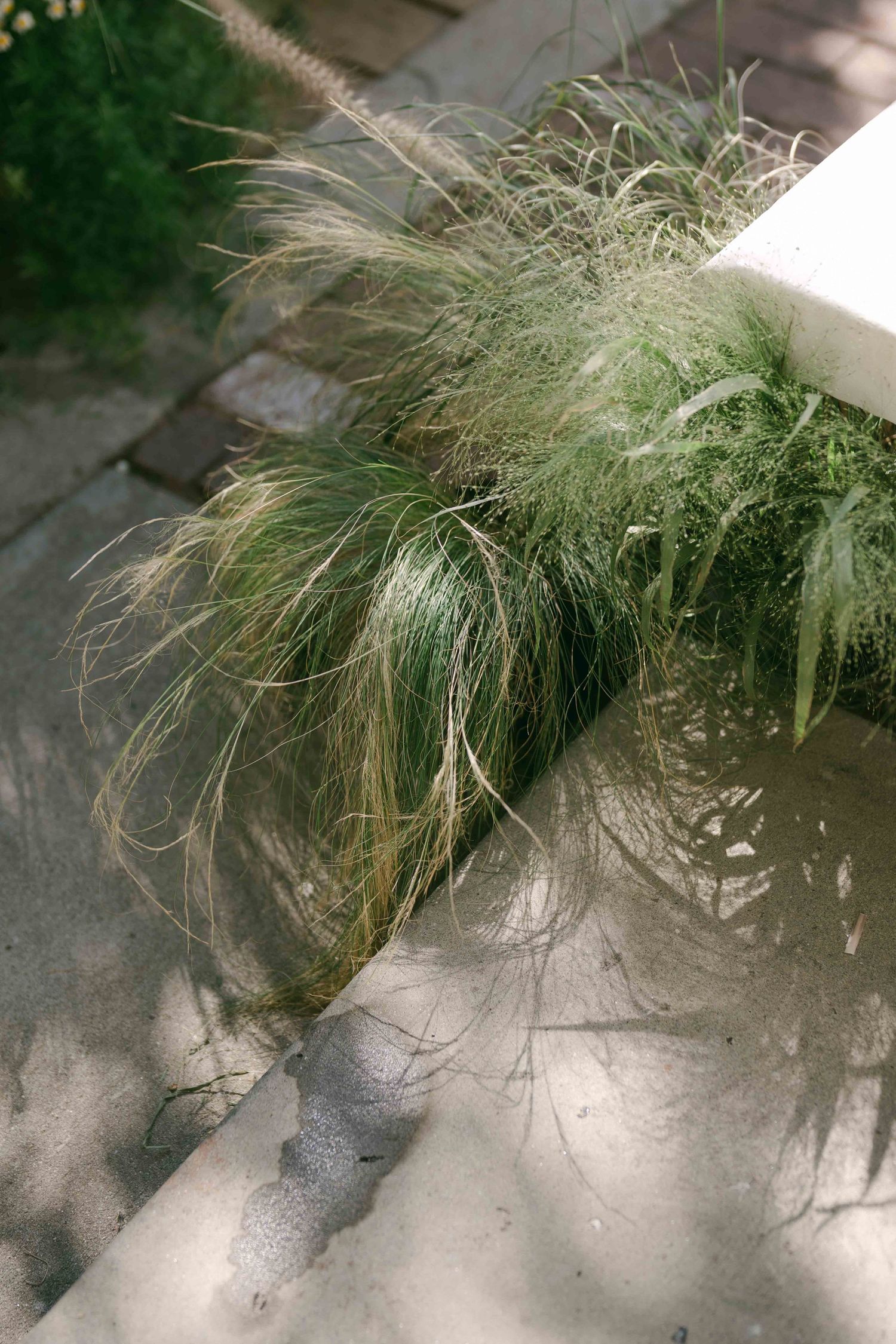 Wispy ornamental grasses create a delicate natural display against a light background.