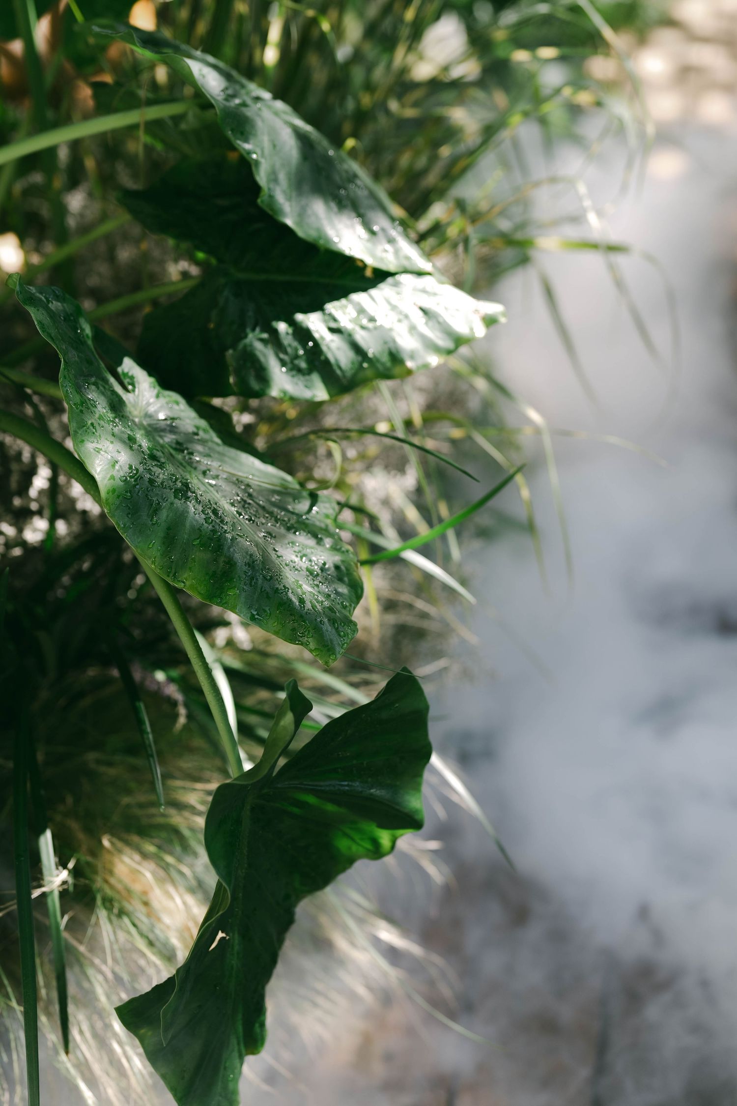 Large tropical leaves catch sunlight creating dramatic shadows in a garden scene.