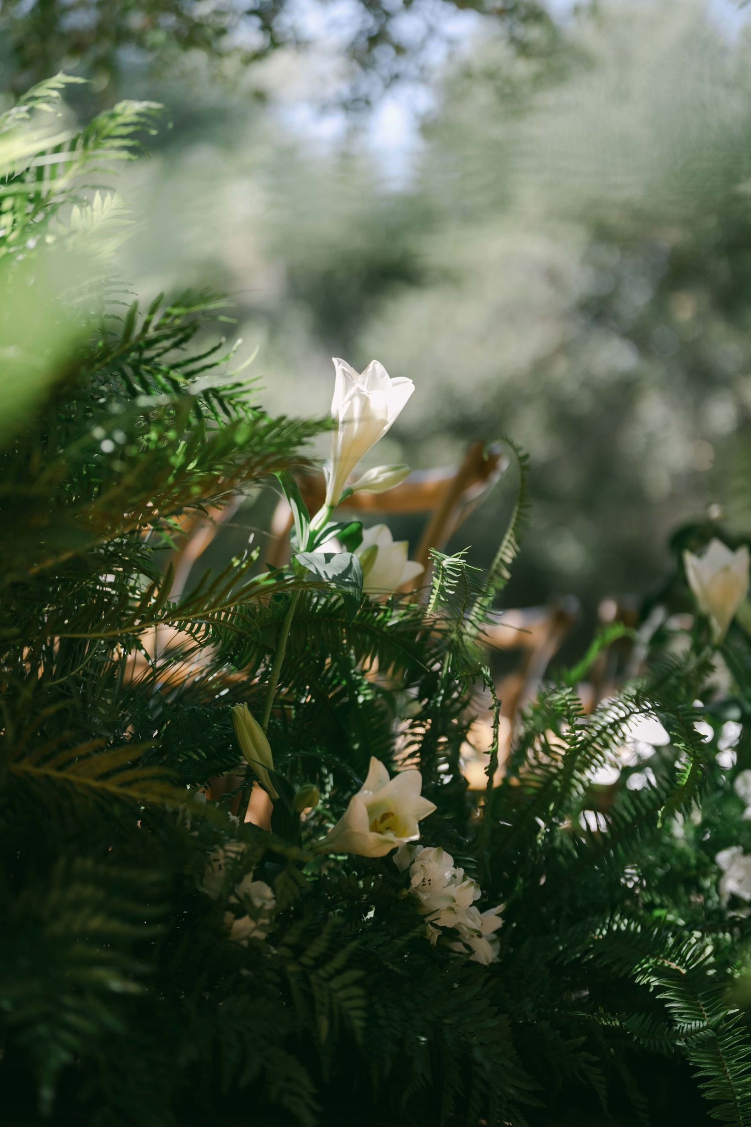 White flowers and ferns create a romantic garden border in soft natural light.