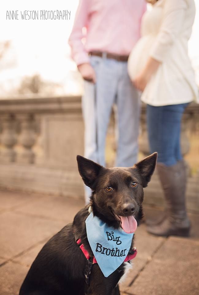 Black dog wearing a Big Brother bandana sits in front of a pregnant couple during a maternity photo shoot outdoors in Richmond, VA