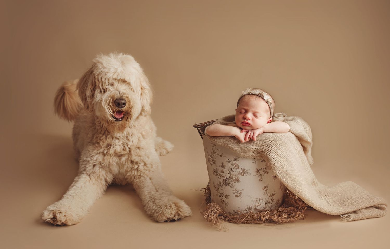 Fluffy goldendoodle dog poses beside a sleeping newborn baby in a decorative bucket on a beige studio backdrop.