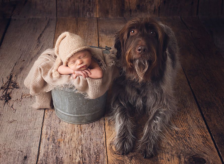 Newborn baby sleeping in a metal bucket wearing a bear hat beside a large brown dog on wood floor.