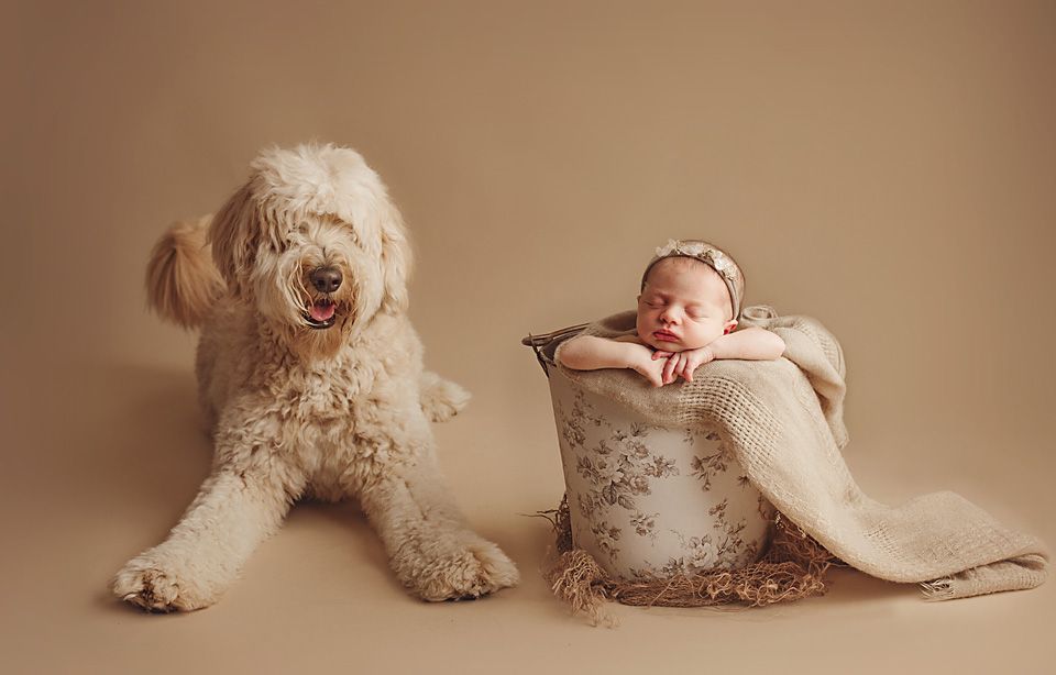 Fluffy golden doodle dog sitting beside newborn baby resting in decorative bucket.