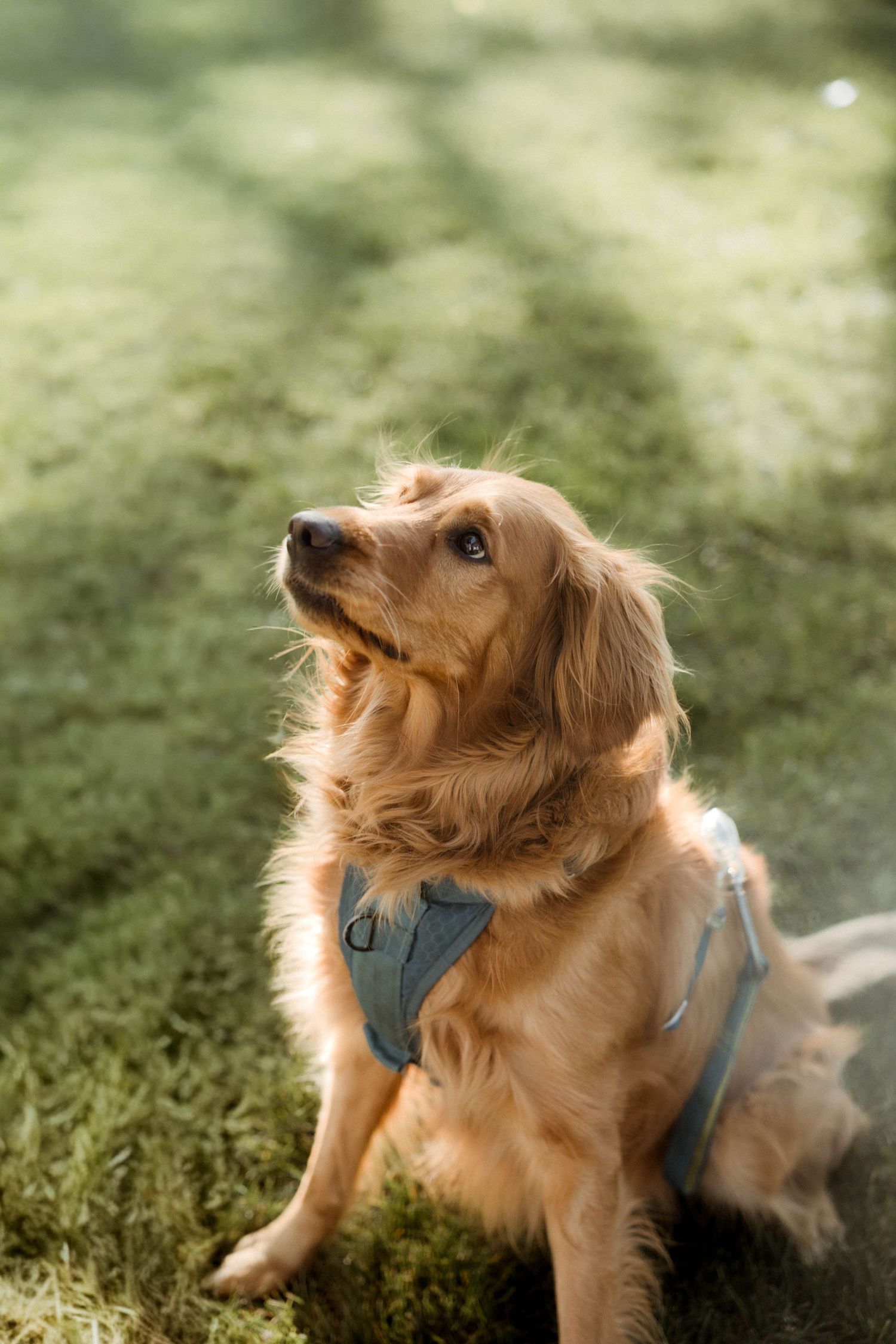 A golden retriever wearing a blue harness sits attentively on green grass in dappled sunlight.