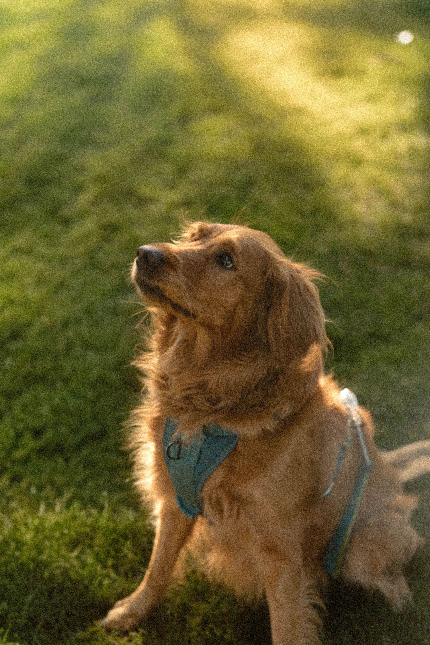 A golden retriever wearing a blue harness sits attentively on green grass in warm sunset light.