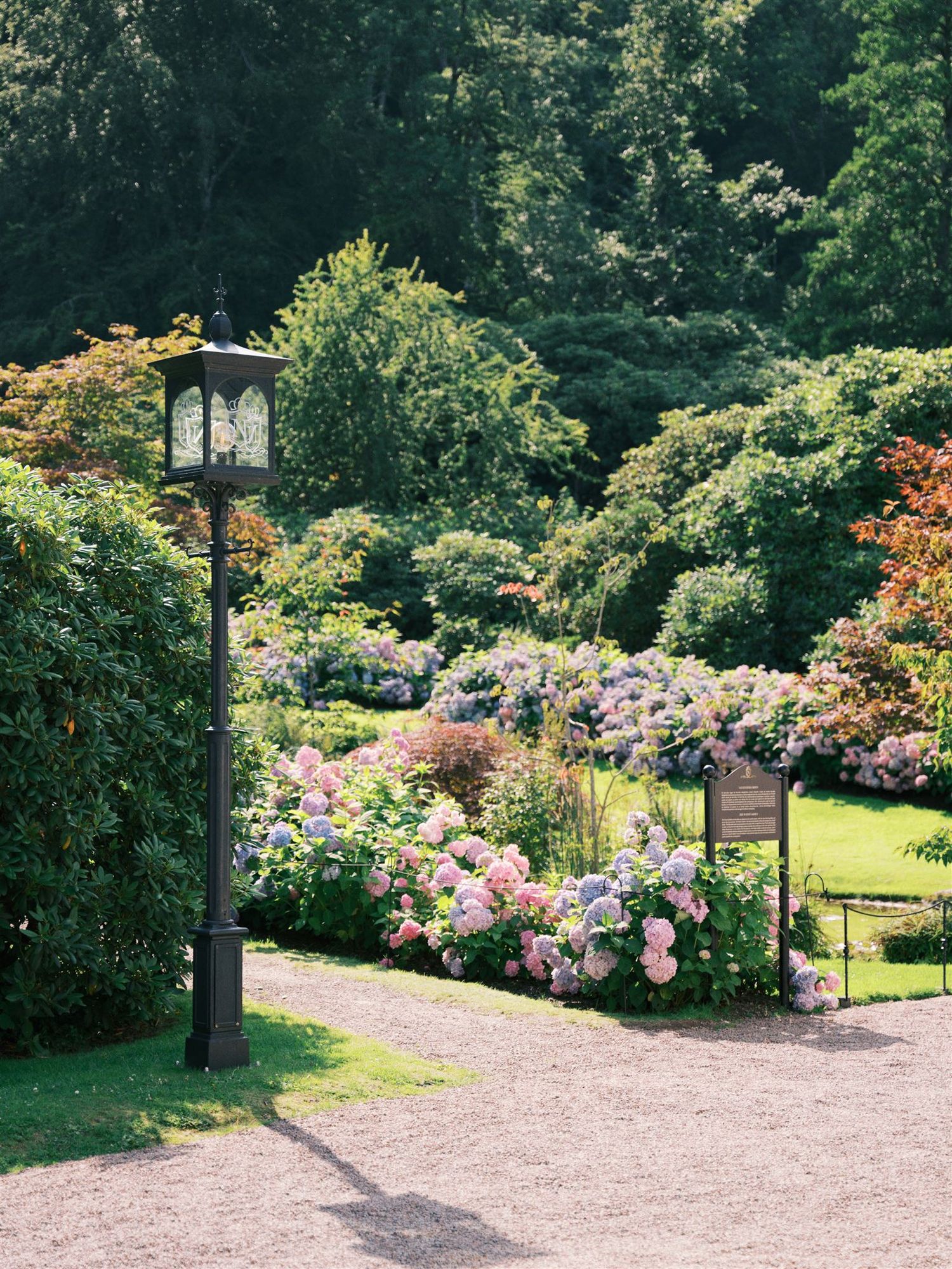 Lush garden path with blooming pink and purple hydrangeas beside a vintage black lamp post.