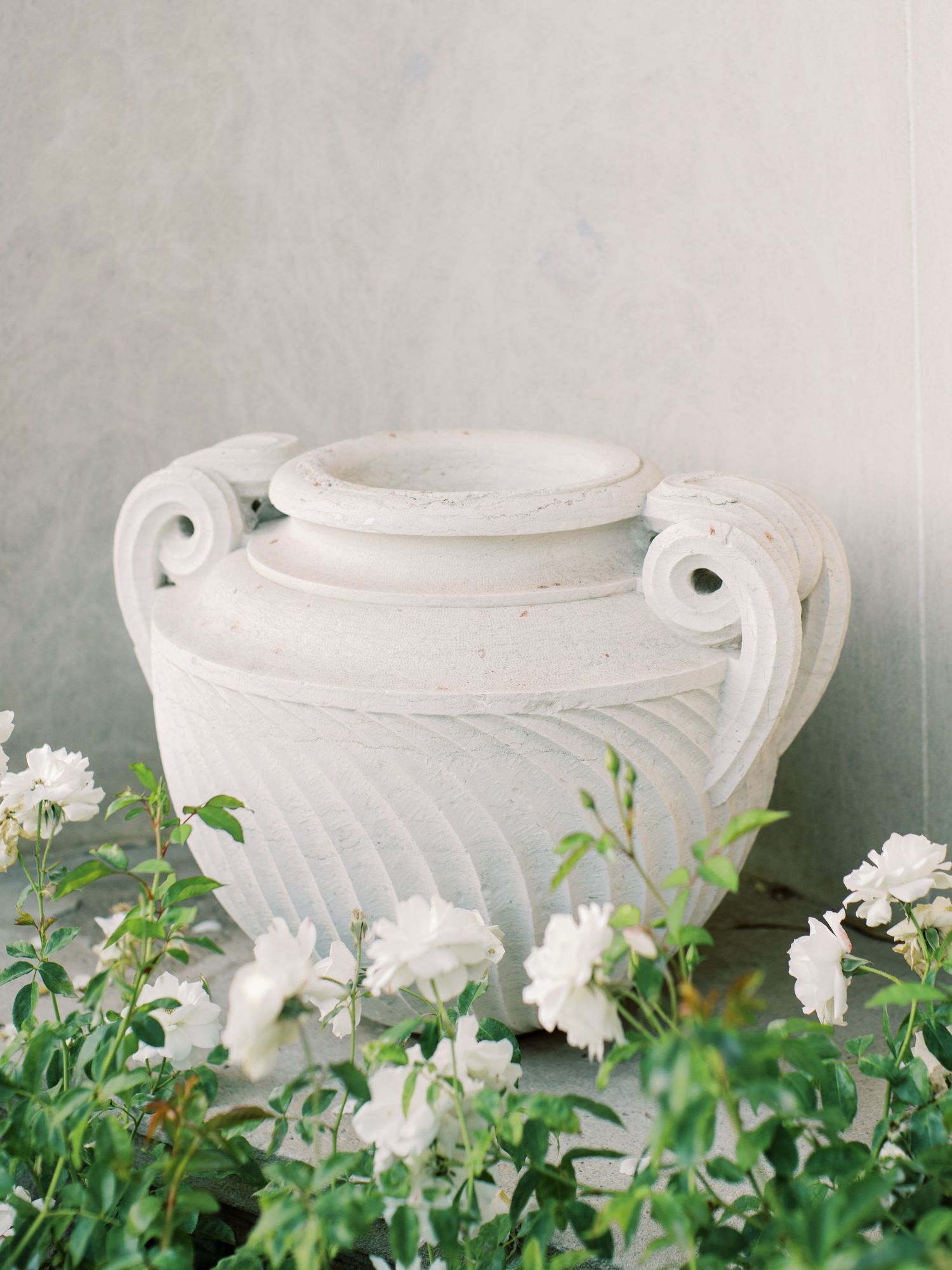White ornate stone urn garden planter surrounded by delicate white roses against a soft background.