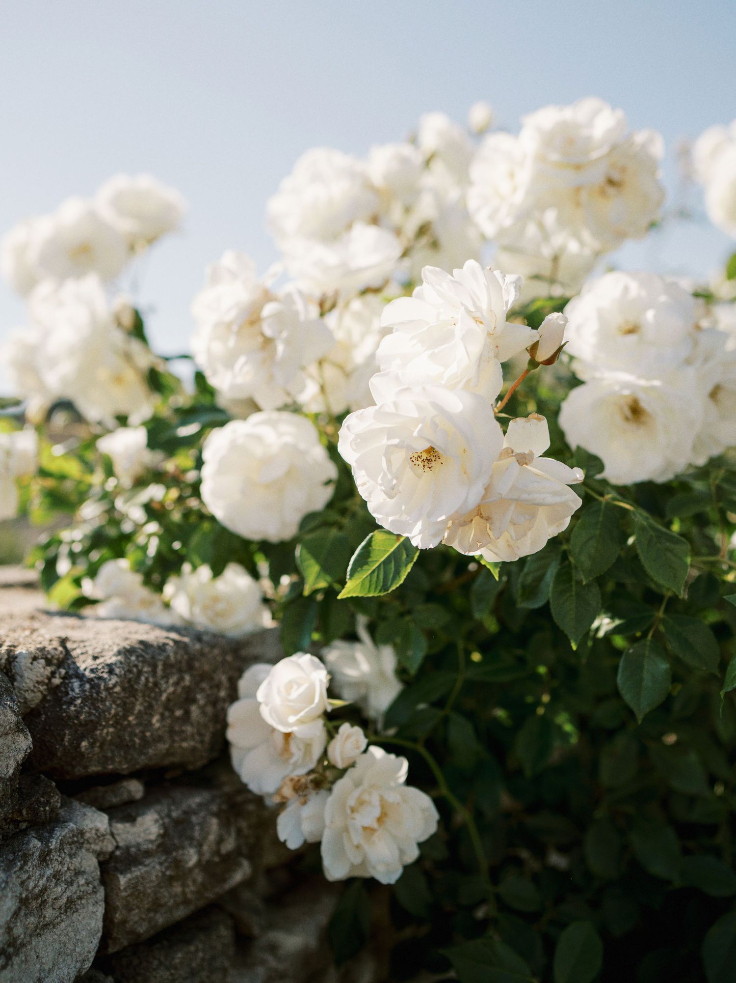 White roses blooming over a rustic stone wall against a clear blue sky in a lush garden setting.