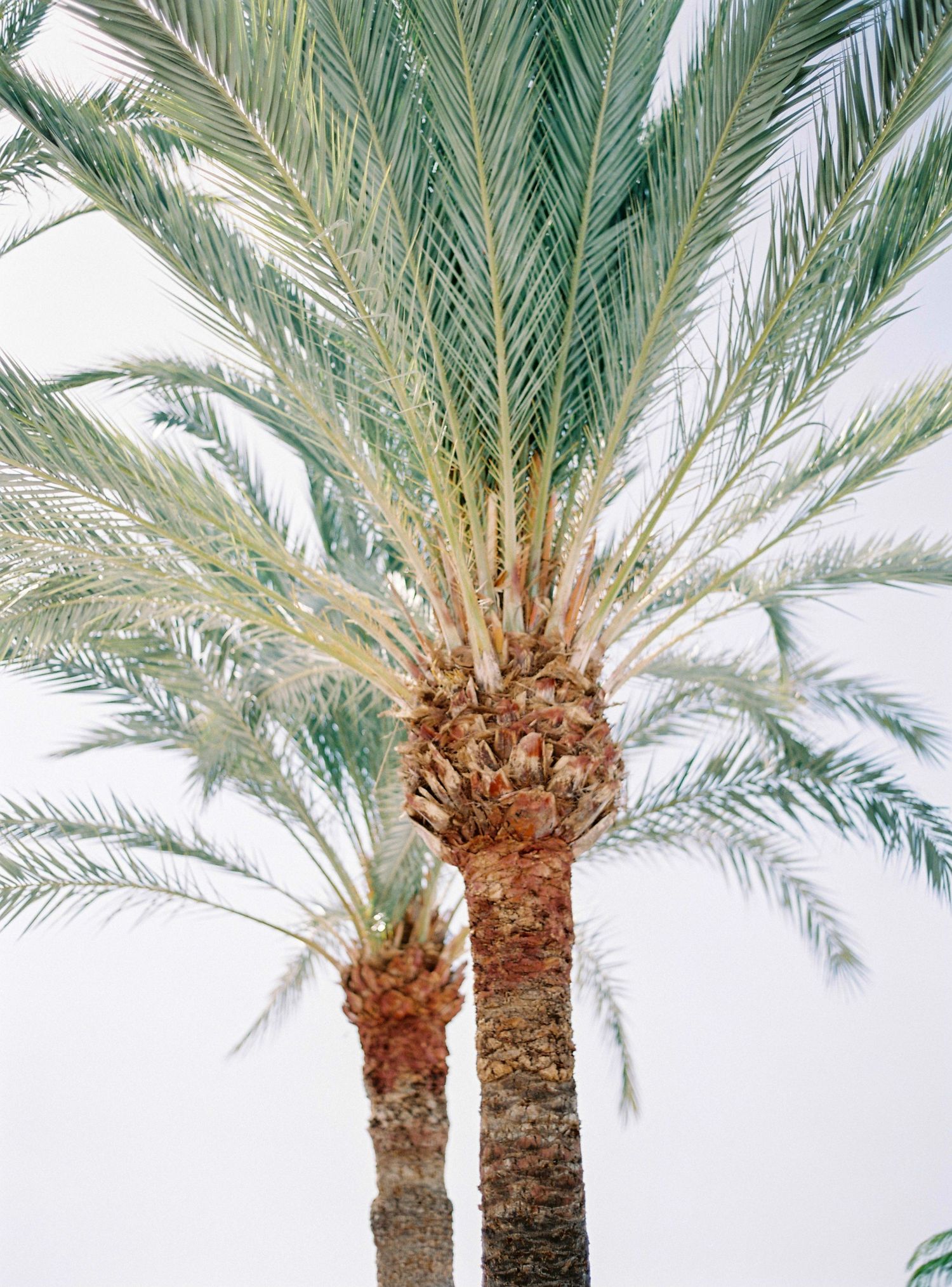 Two tall palm trees with lush green fronds against a bright white sky, showcasing tropical beauty.