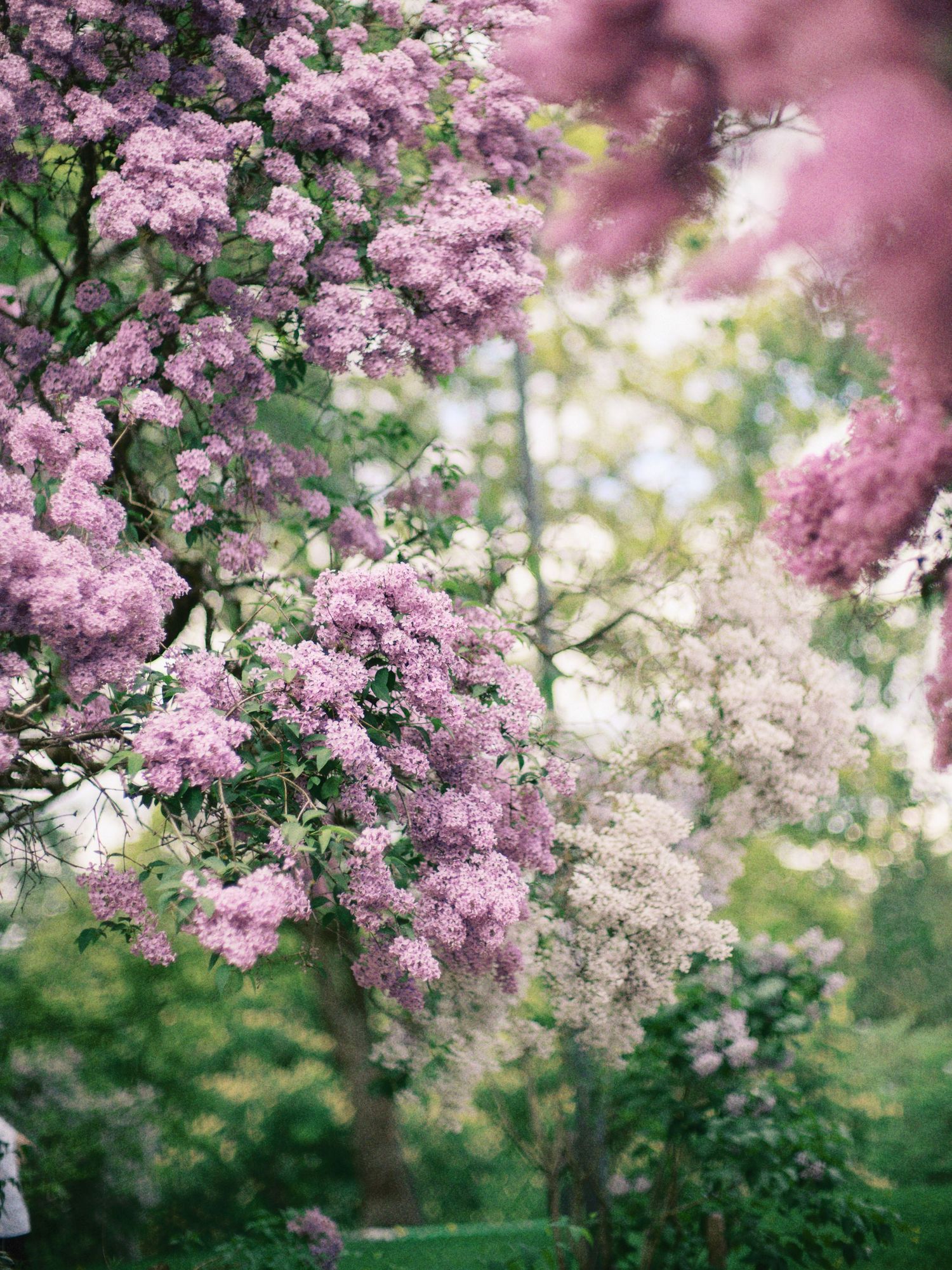 Lush pink and white lilac blossoms bloom on trees in a serene garden setting with soft green foliage.