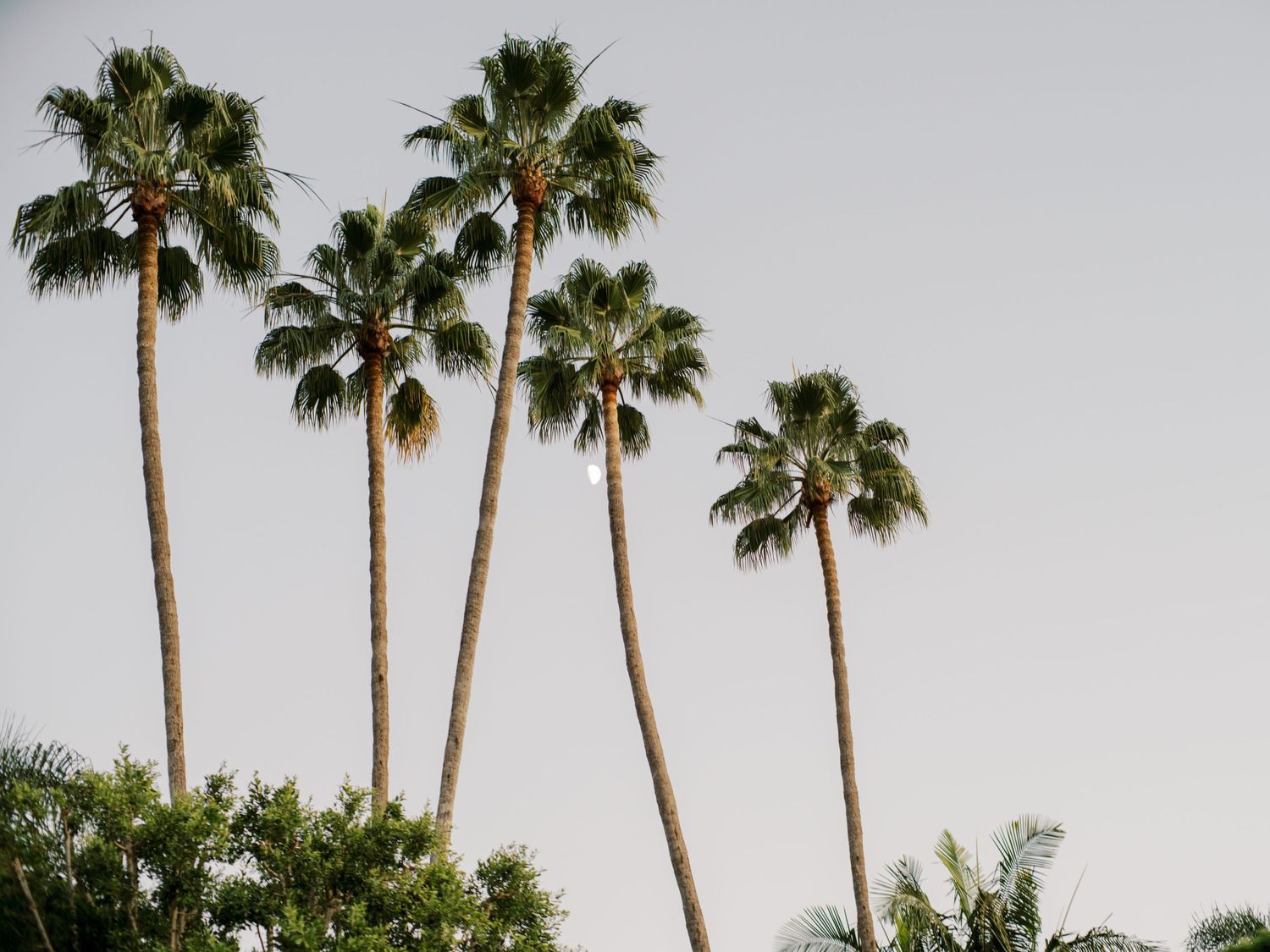 Tall palm trees against a pale sky with lush green tropical foliage below.